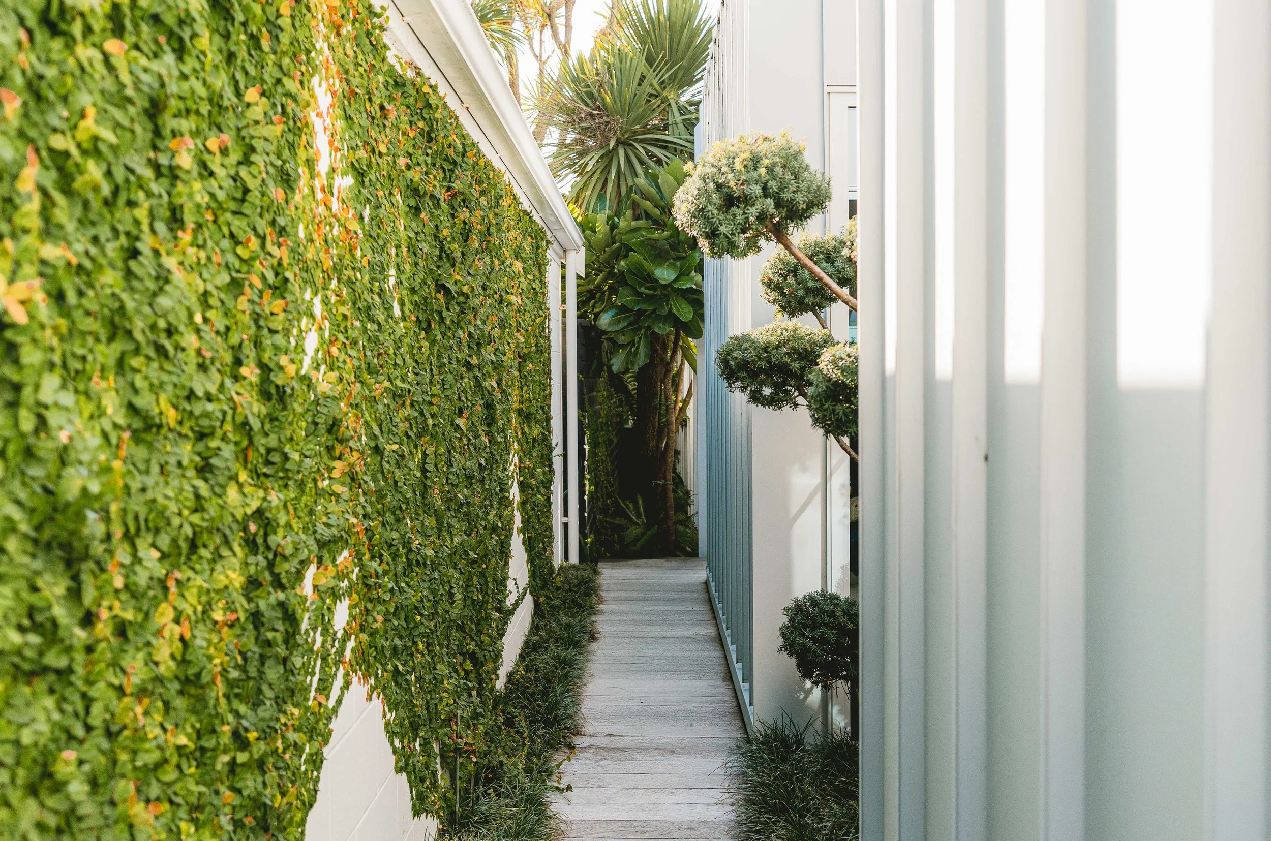 henry-blakely-landscapes-christchurch-climbing-ivy-wall-narrow-path.jpg.jpg
