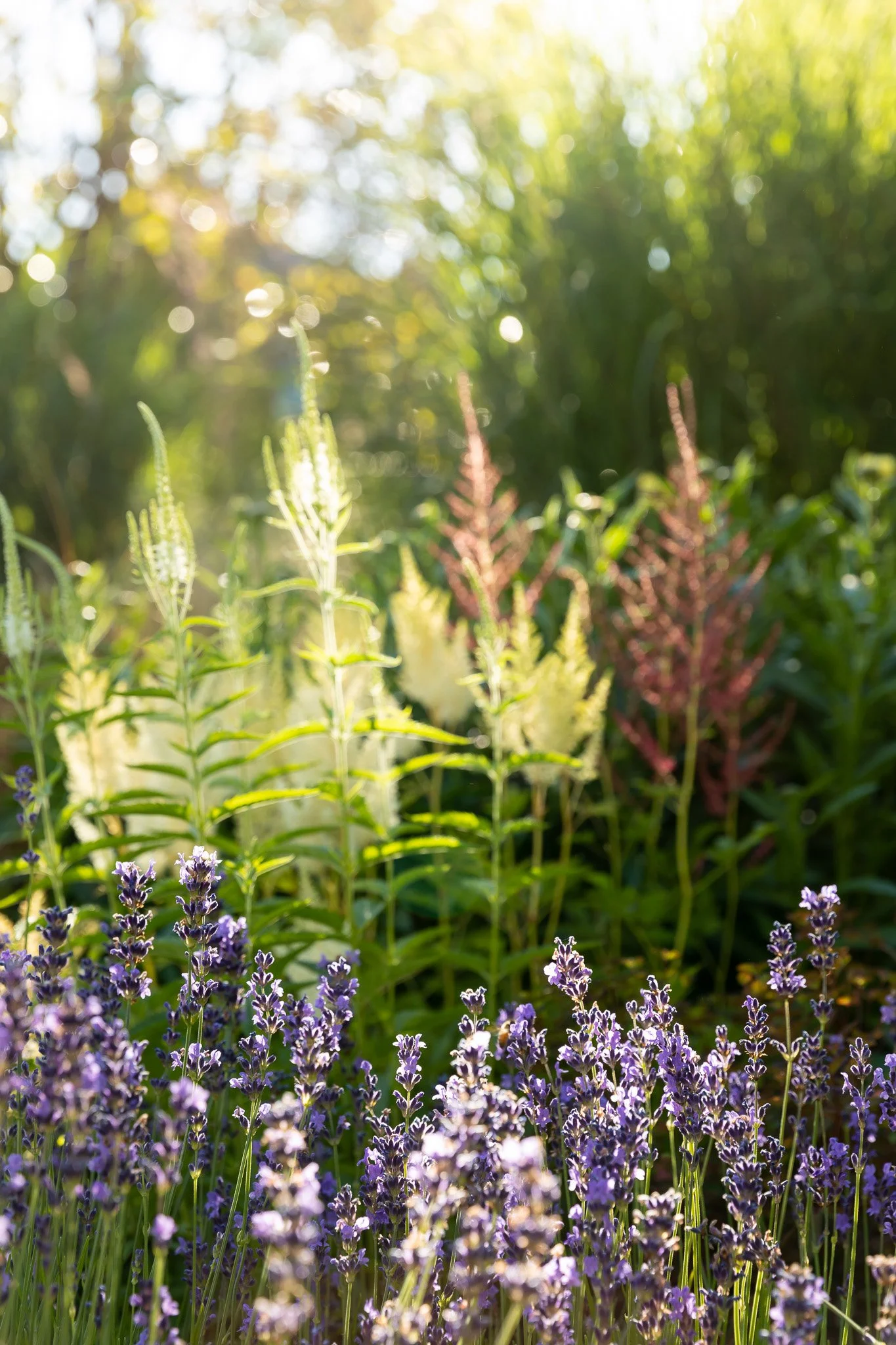 henry-blakely-landscapes-st-albans-lavender-flower-bed-garden.jpg.jpg