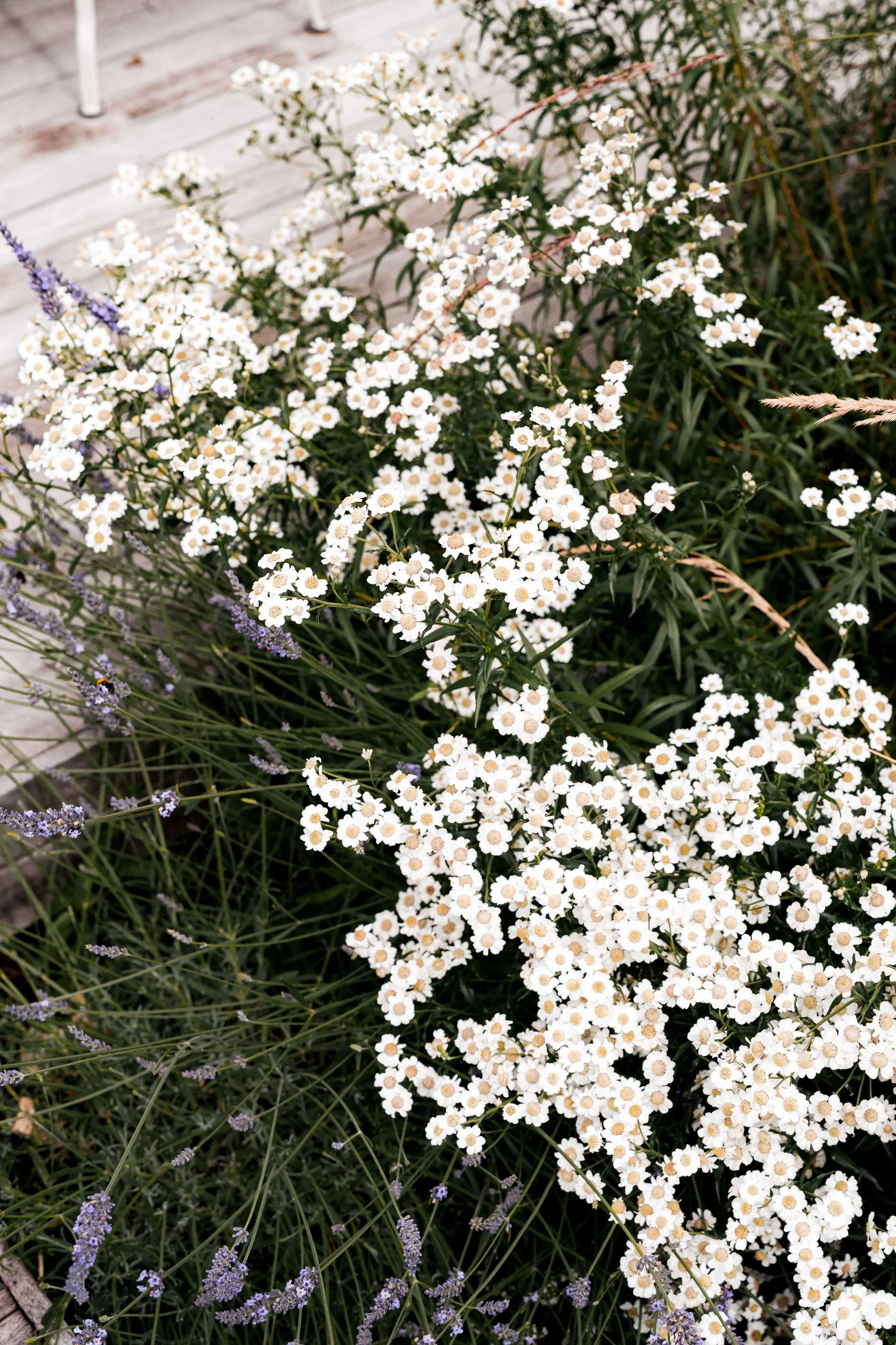 Lush cottage-style planting palette featuring masses of white flowers and tall bronze-tipped ornamental grasses against a stone backdrop.