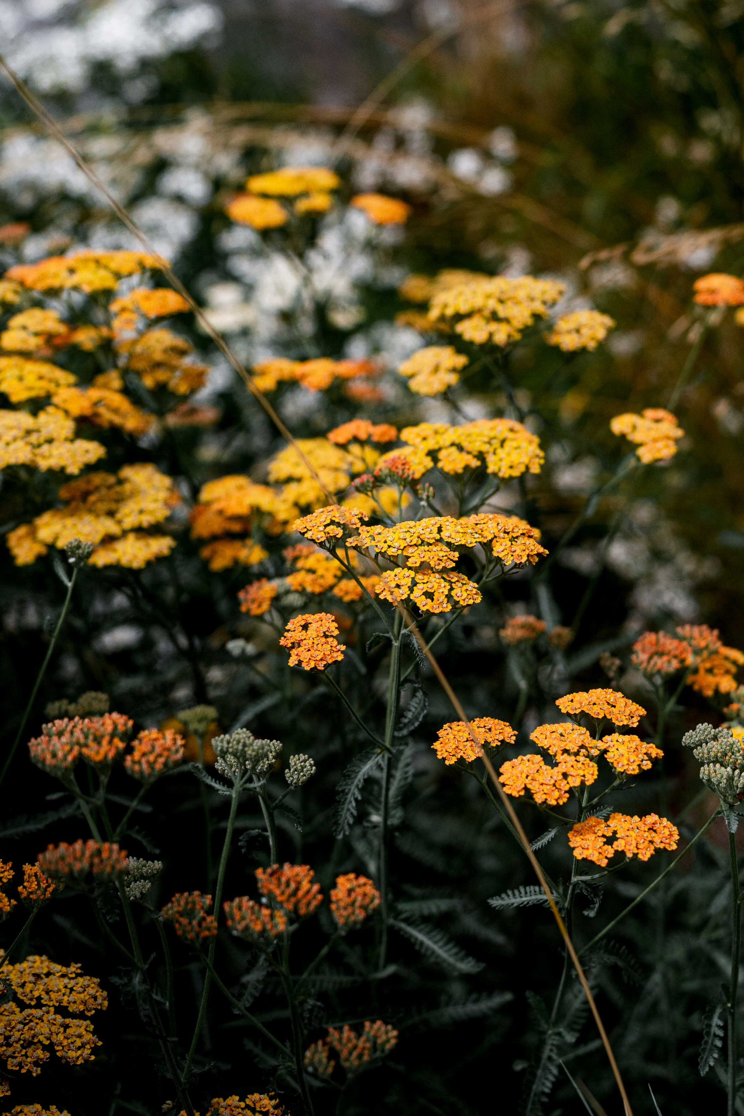 Close-up macro shot of vibrant golden-yellow yarrow flowers blooming in a soft-focus perennial garden border.