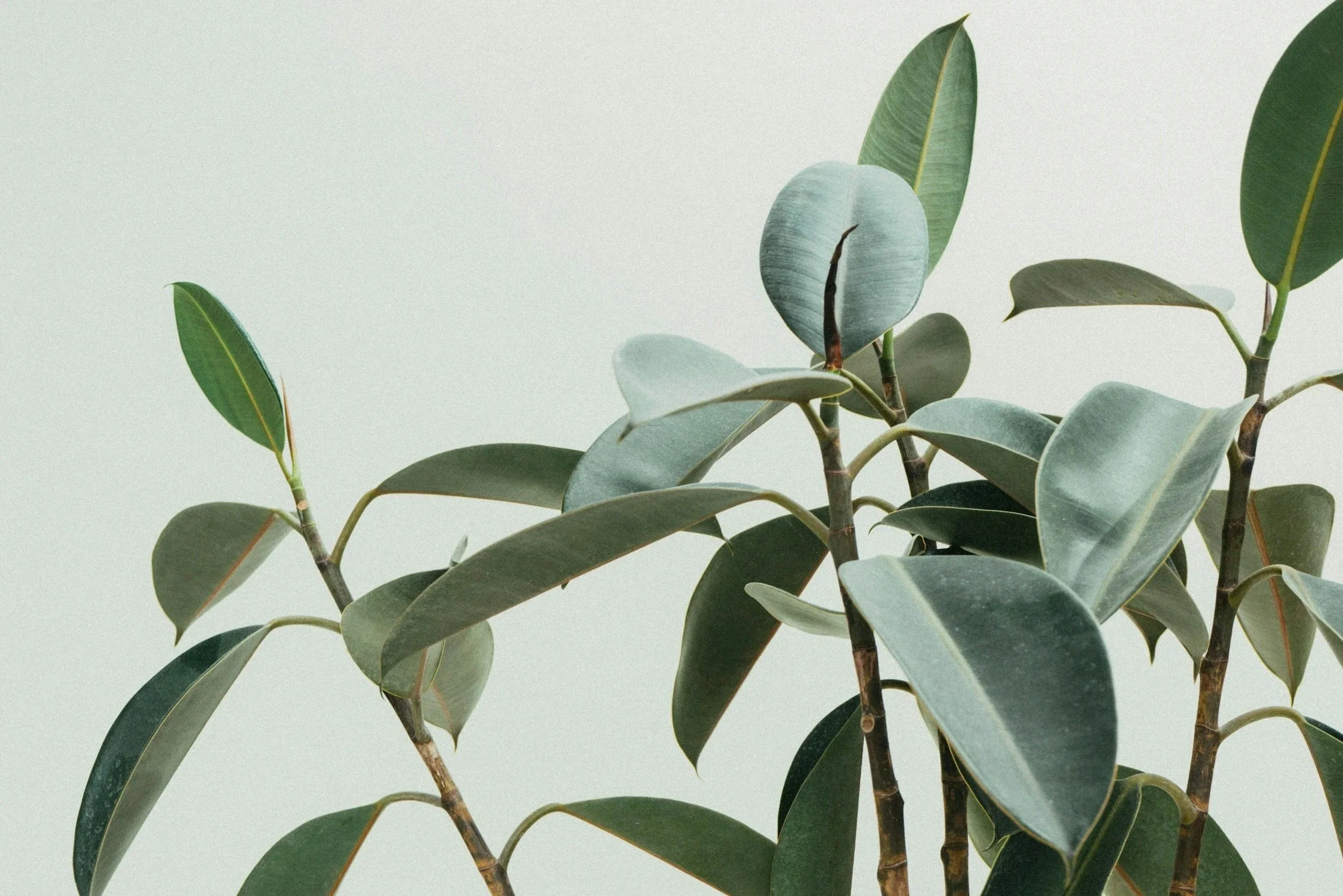 Close-up of green leaves from a potted plant against a light background.