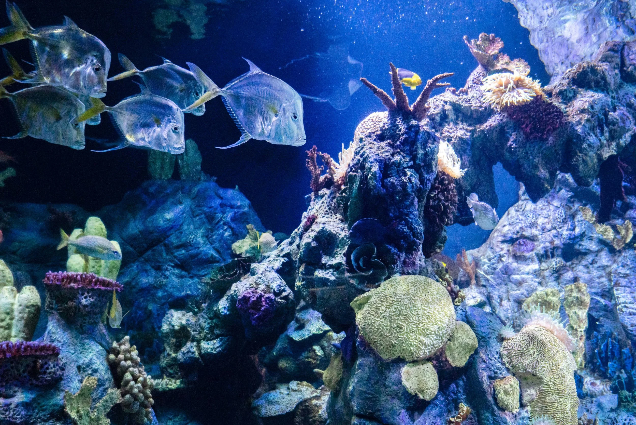 Marine aquarium scene with various colorful fish, coral, and rocks.