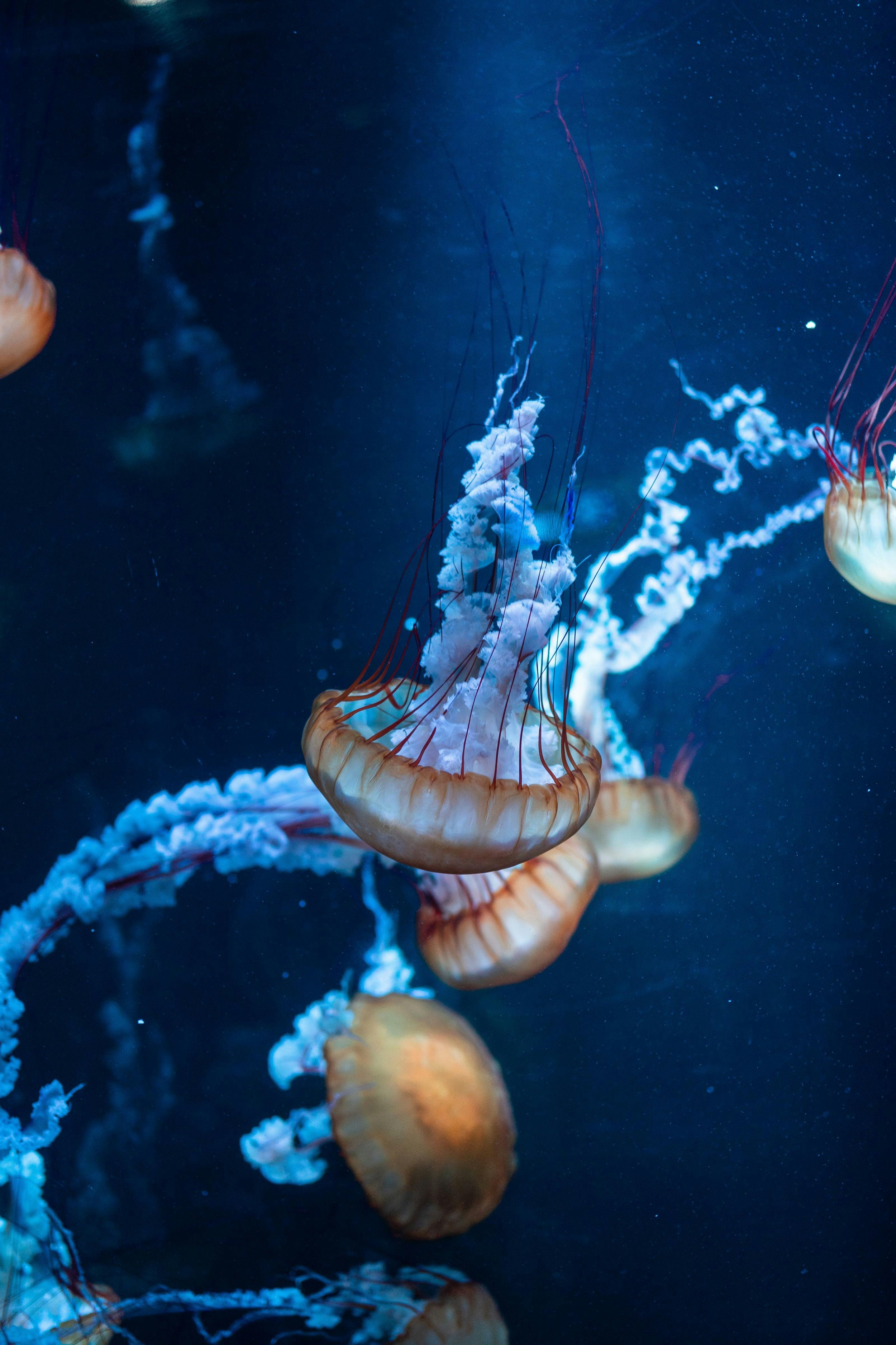 Several jellyfish floating in dark blue water with long tentacles and translucent, bell-shaped bodies.