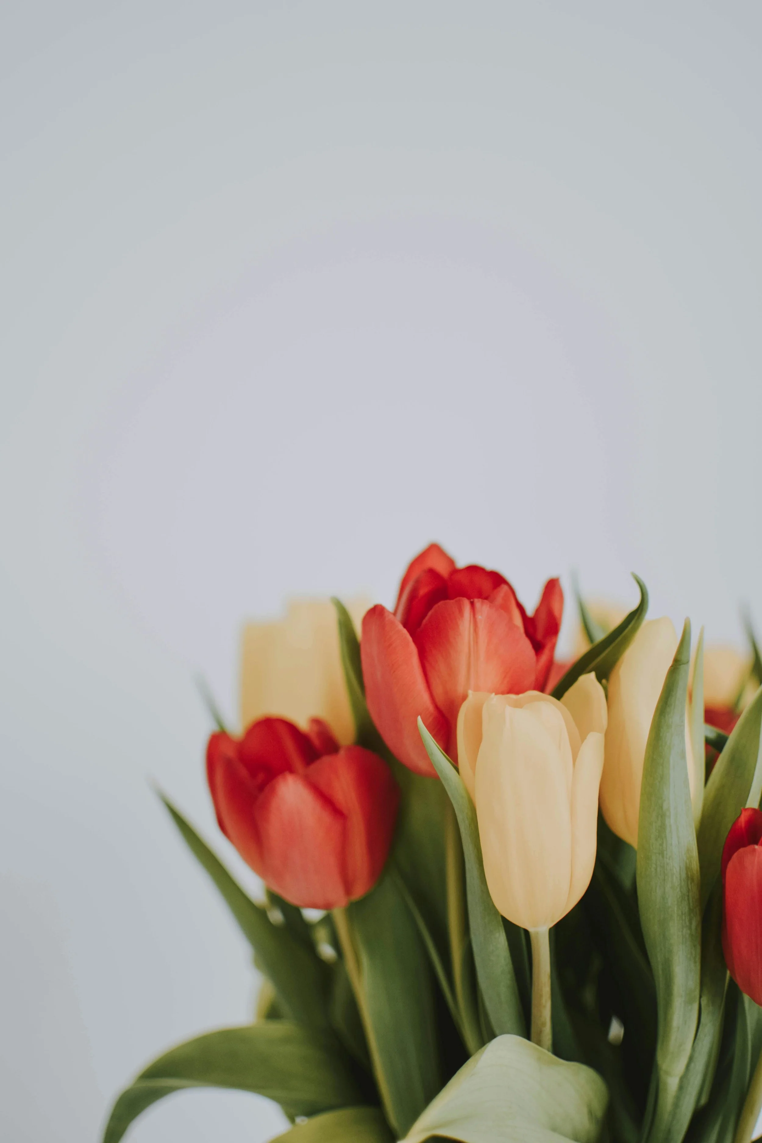 A bouquet of red and cream tulips against a light gray background.