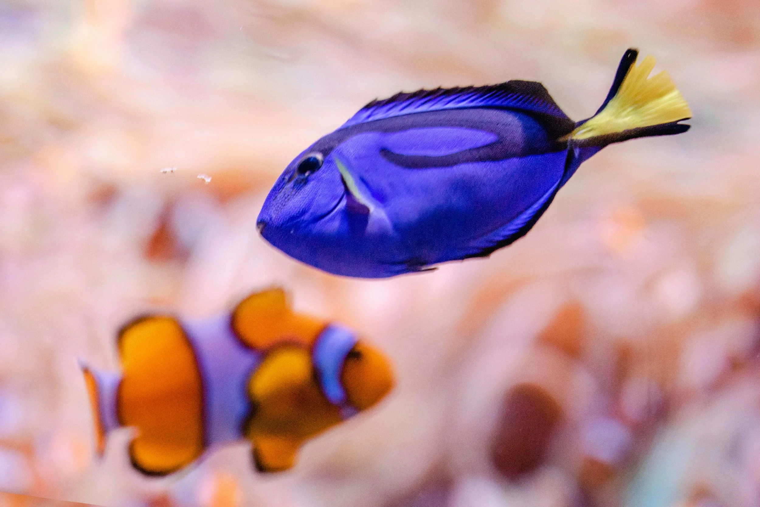 A blue tang fish swimming underwater with a clownfish visible in the background.