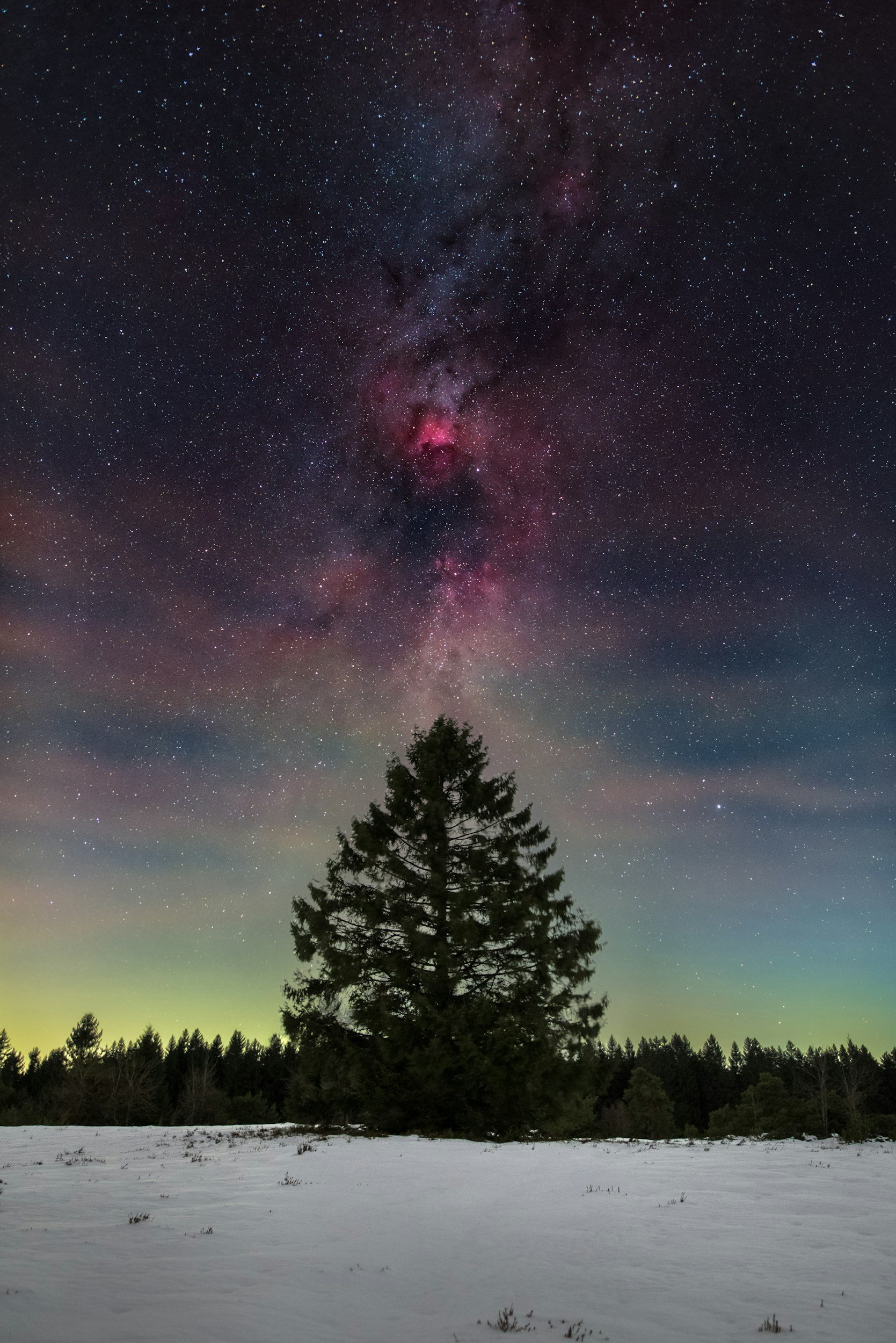 A lone evergreen tree on snow-covered ground under a starry night sky with the Milky Way galaxy and colorful aurora in the background.