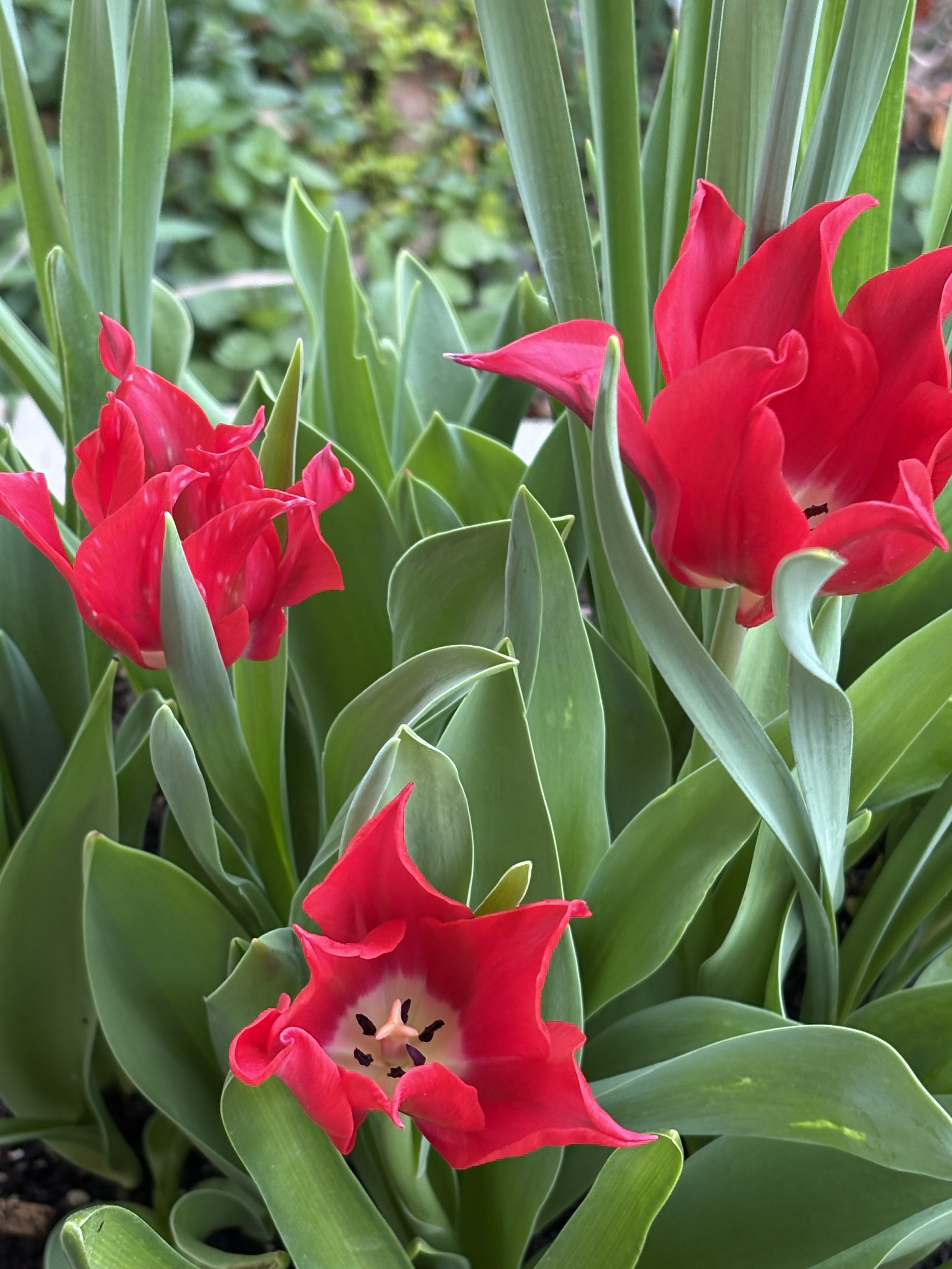 IMG_8506.jpeg (Copy)