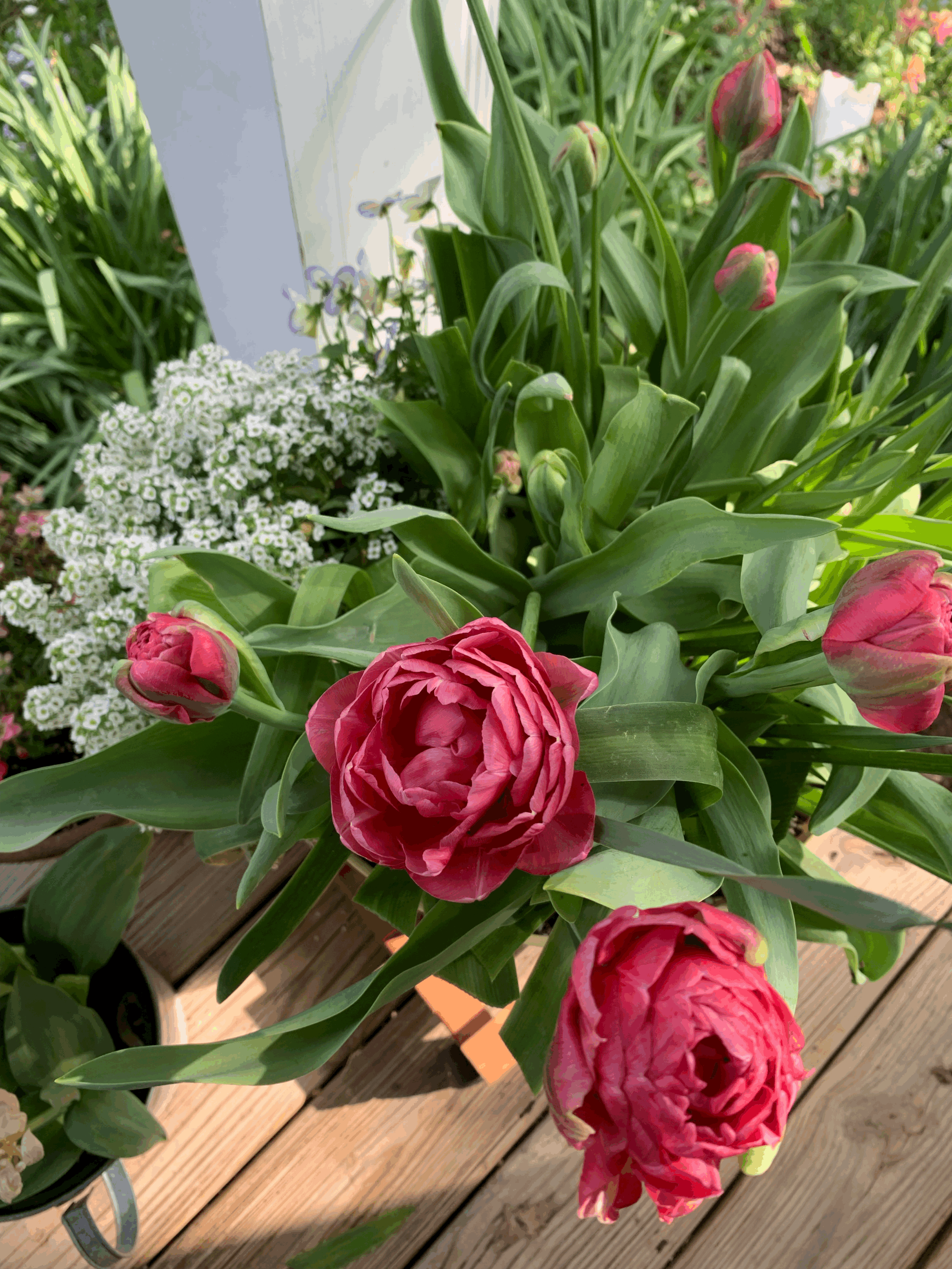 Spring Bulb Planting Class @ Horticulture Building