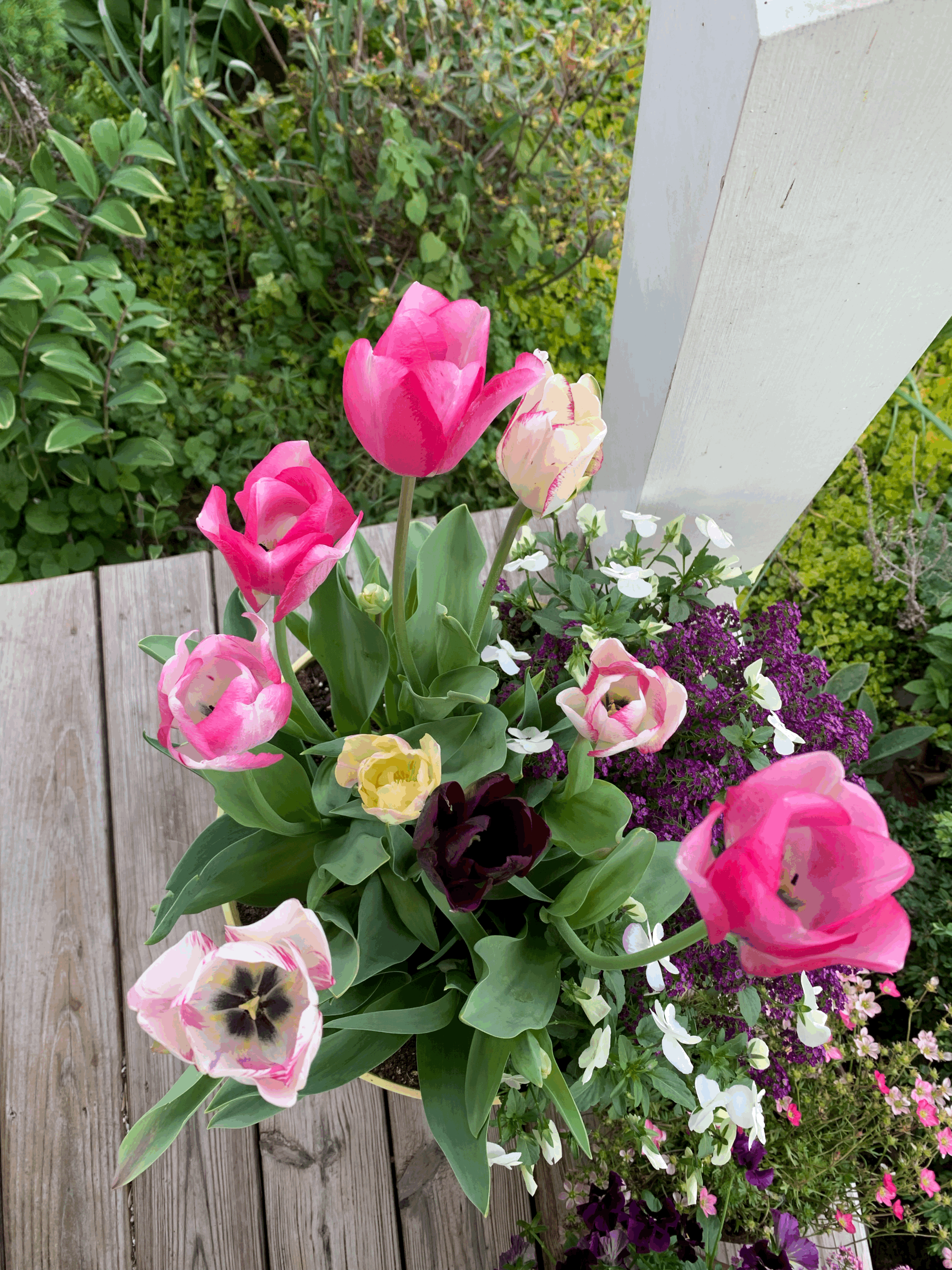 tempImageOdUkCS.gif (Copy)