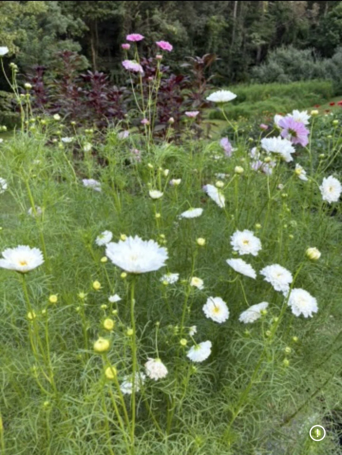 Add an Additional Tray and Seeds