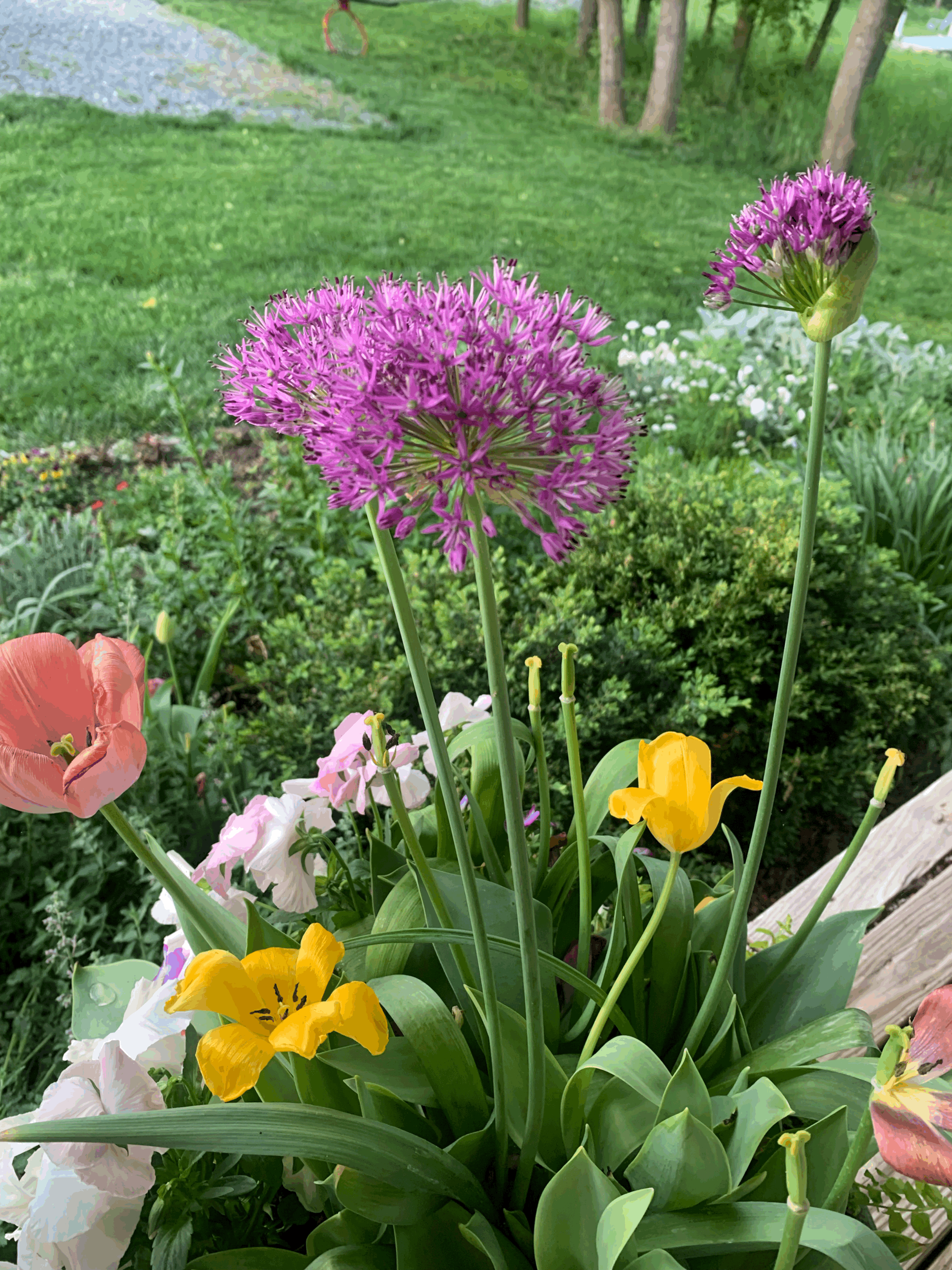 tempImaged53wm9.gif (Copy)