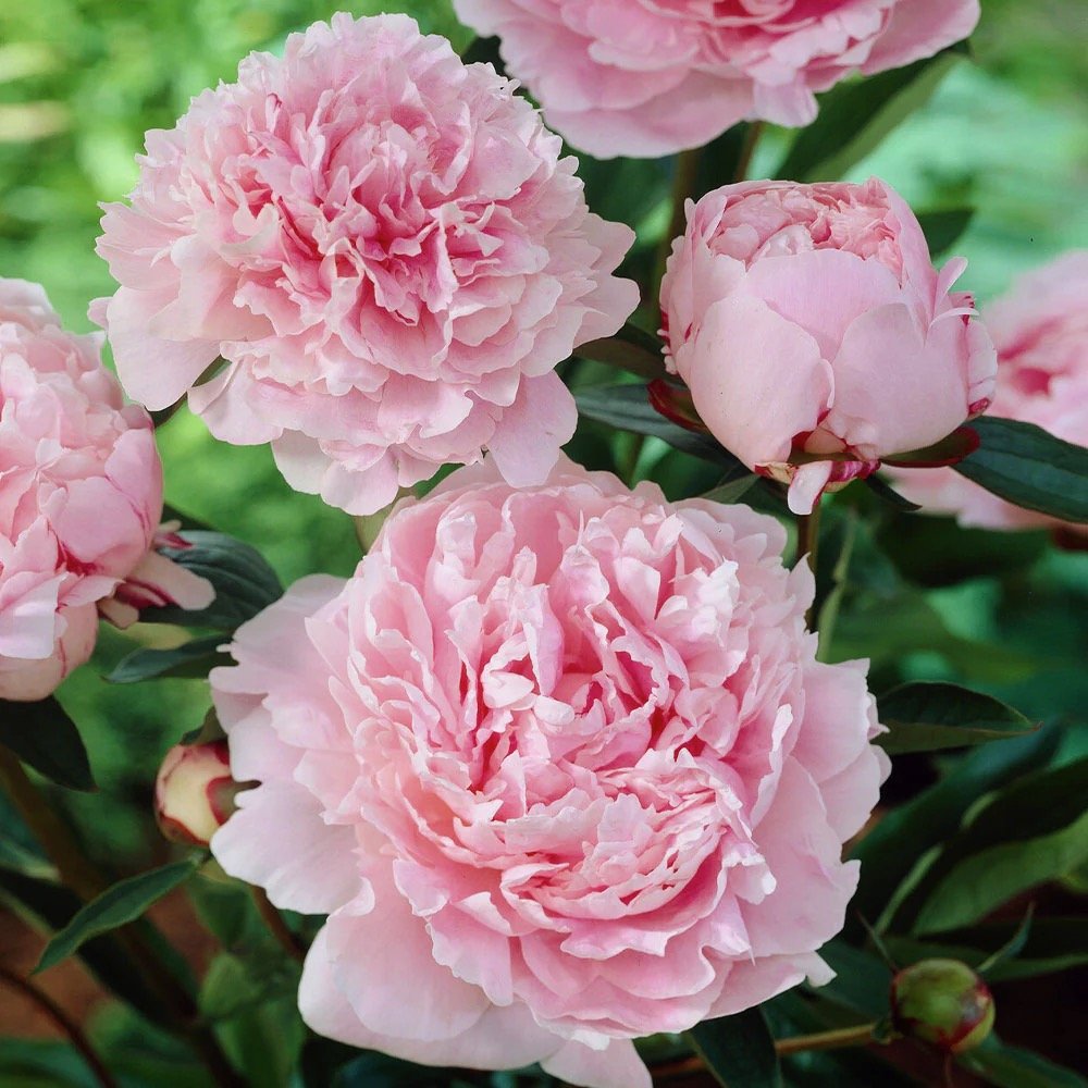 All Things Peonies @ Peony Place March 28th