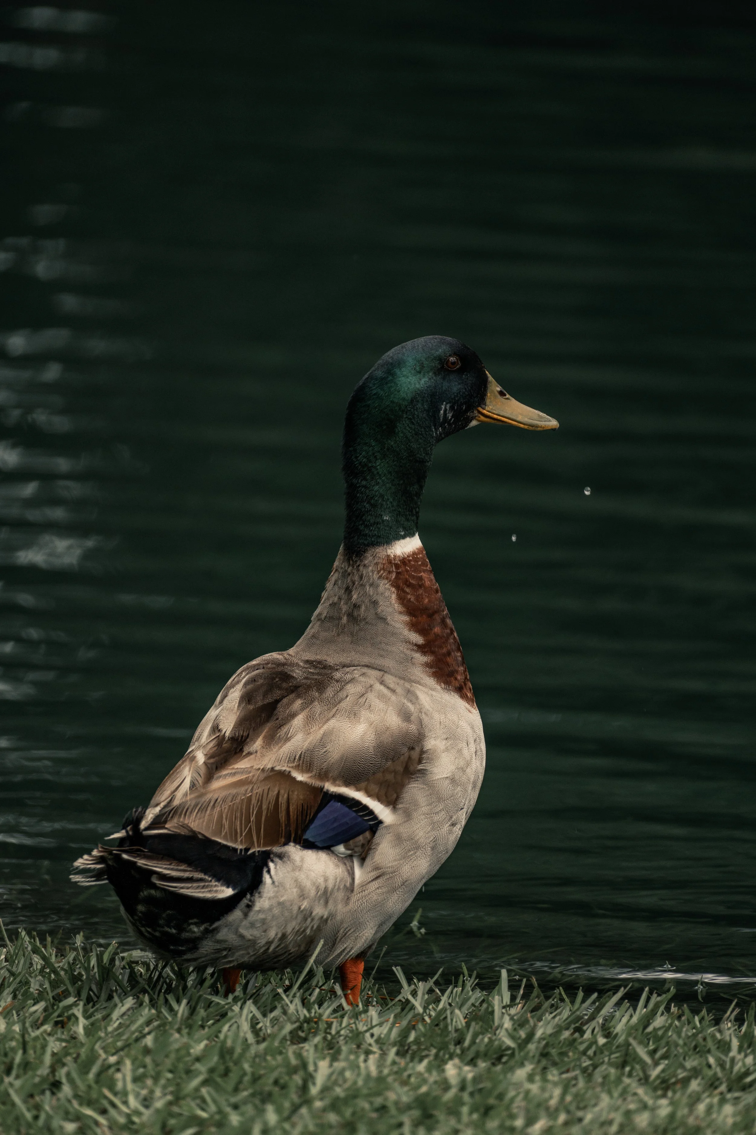 New Lens-10.jpg
