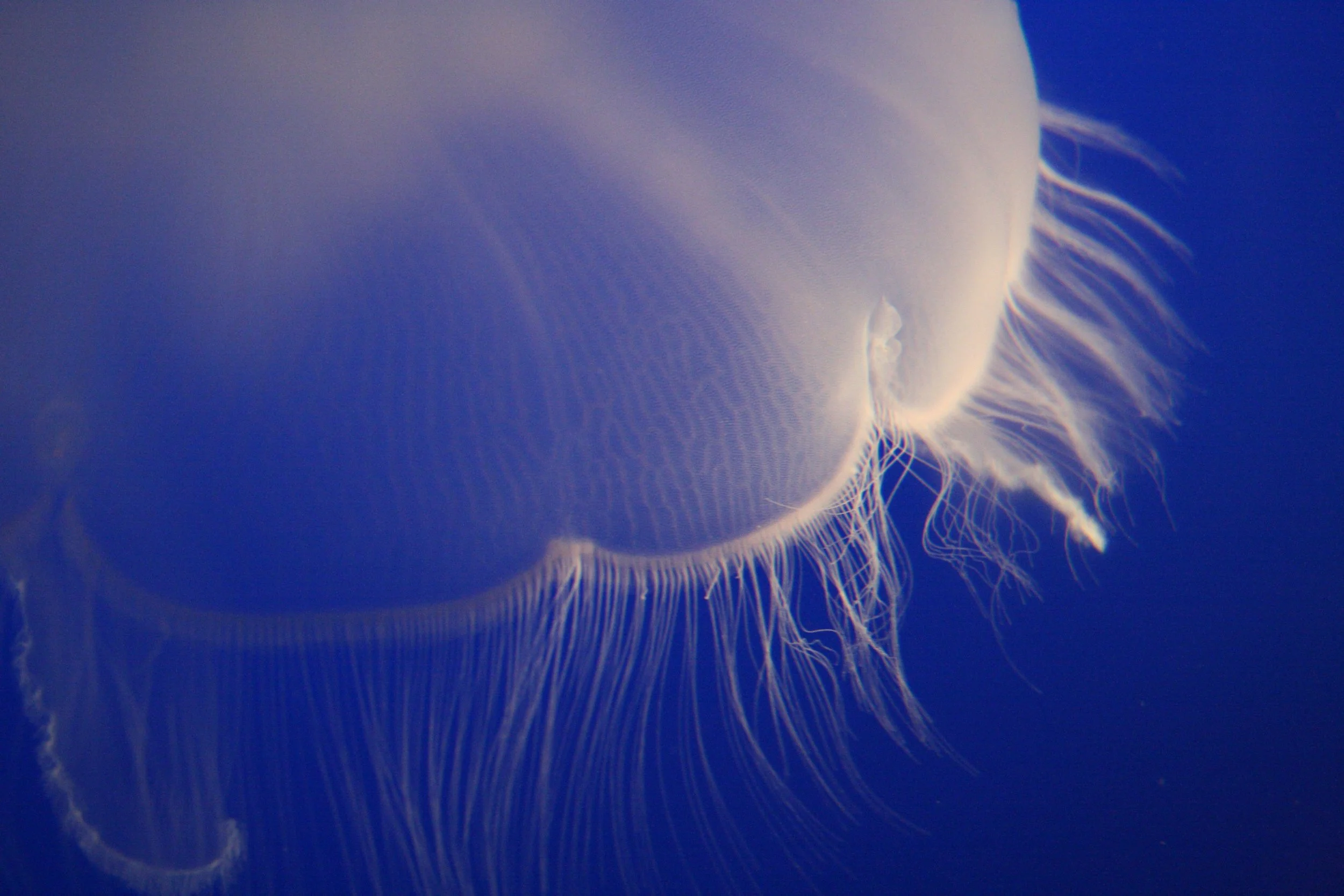 HOW CAN people with disabilities PARTICIPATE IN MARINE CONSERVATION?