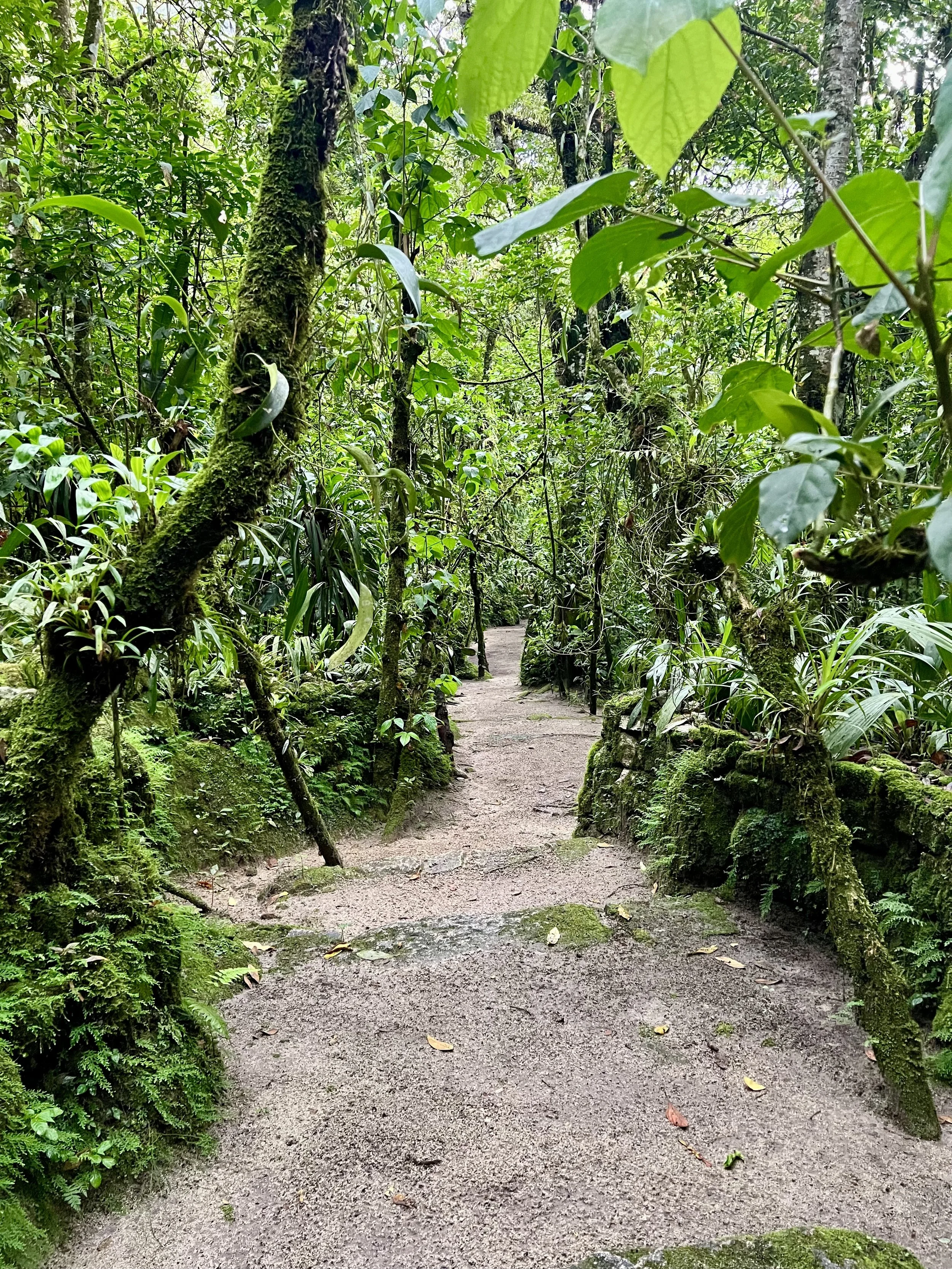 Peru’s cloud forest