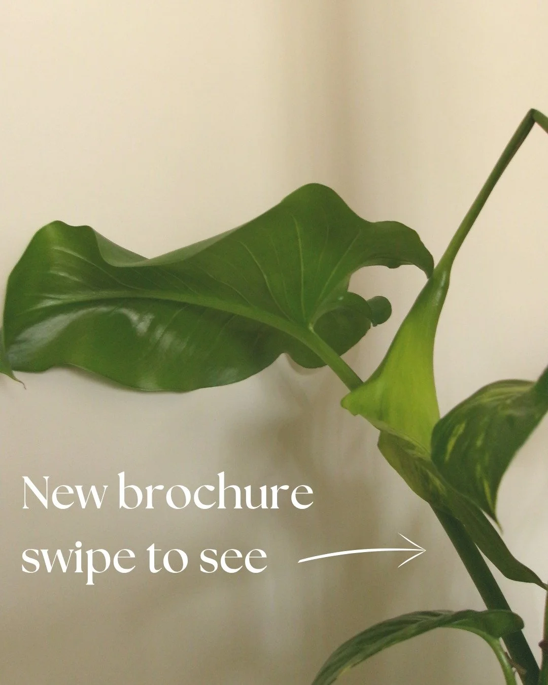 At Revive Dermal Therapy, we&rsquo;re excited to launch our NEW updated brochure featuring our latest facial treatments.

Head to www.revivedermaltherapy.com or send a DM to learn more about our updated treatments.

Refer a friend and receive $30 off