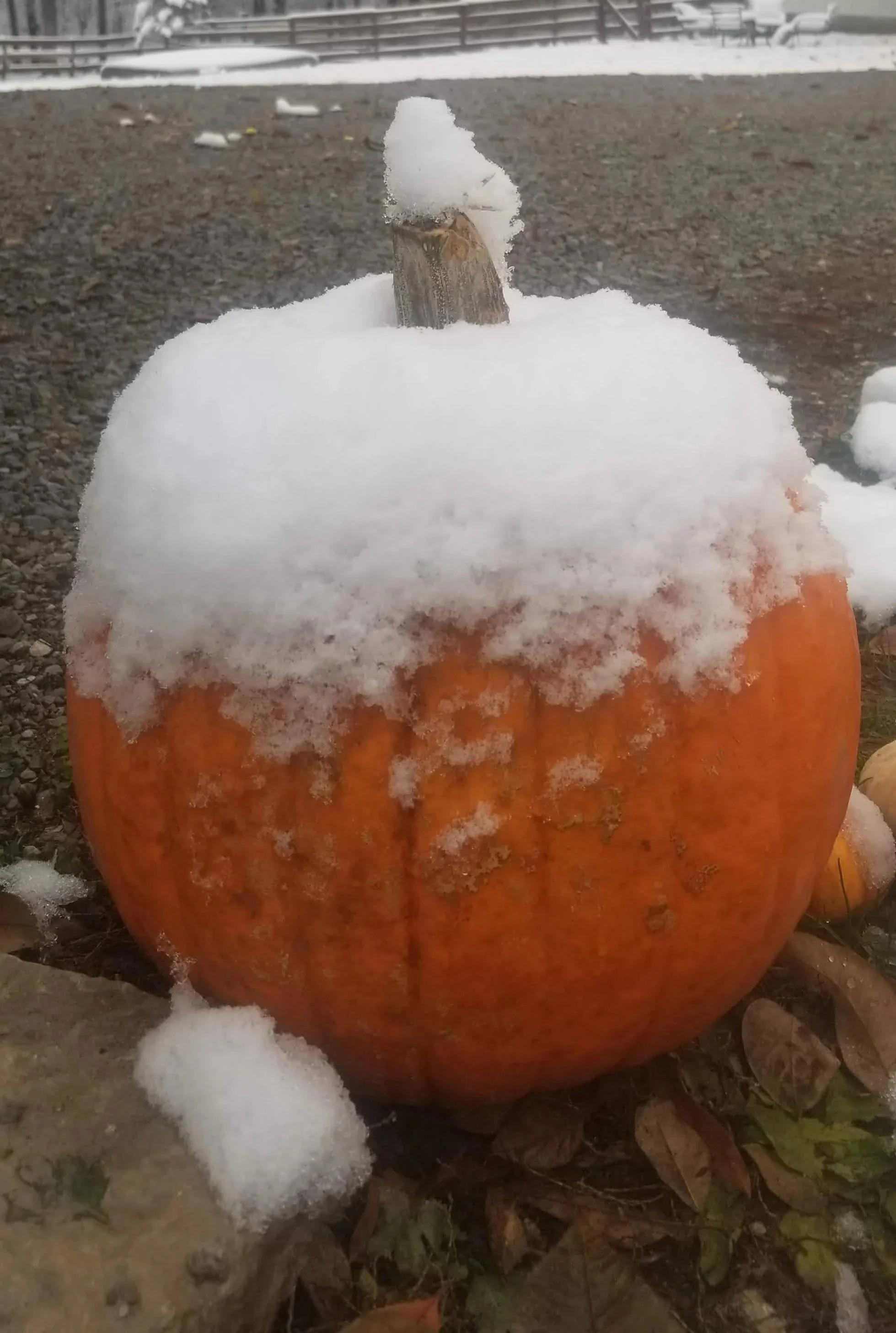 20181109_073410+%281%29.jpg