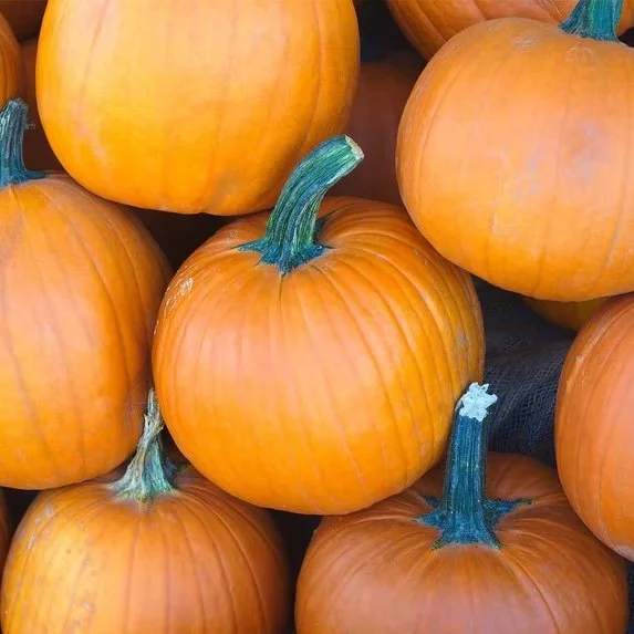 Pumpkin-Garden-Seeds-Sugar-Pie-Variety-4-oz-Non-GMO-Heirloom-Pumpkins-Great-for-Pies-and-Canning-Vegetable-Gardening-Seed_38046655-32ae-4437-81d6-b5643779e362_1.c6b02bc7f15ba0d2c784e8f3b2f61369.jpeg
