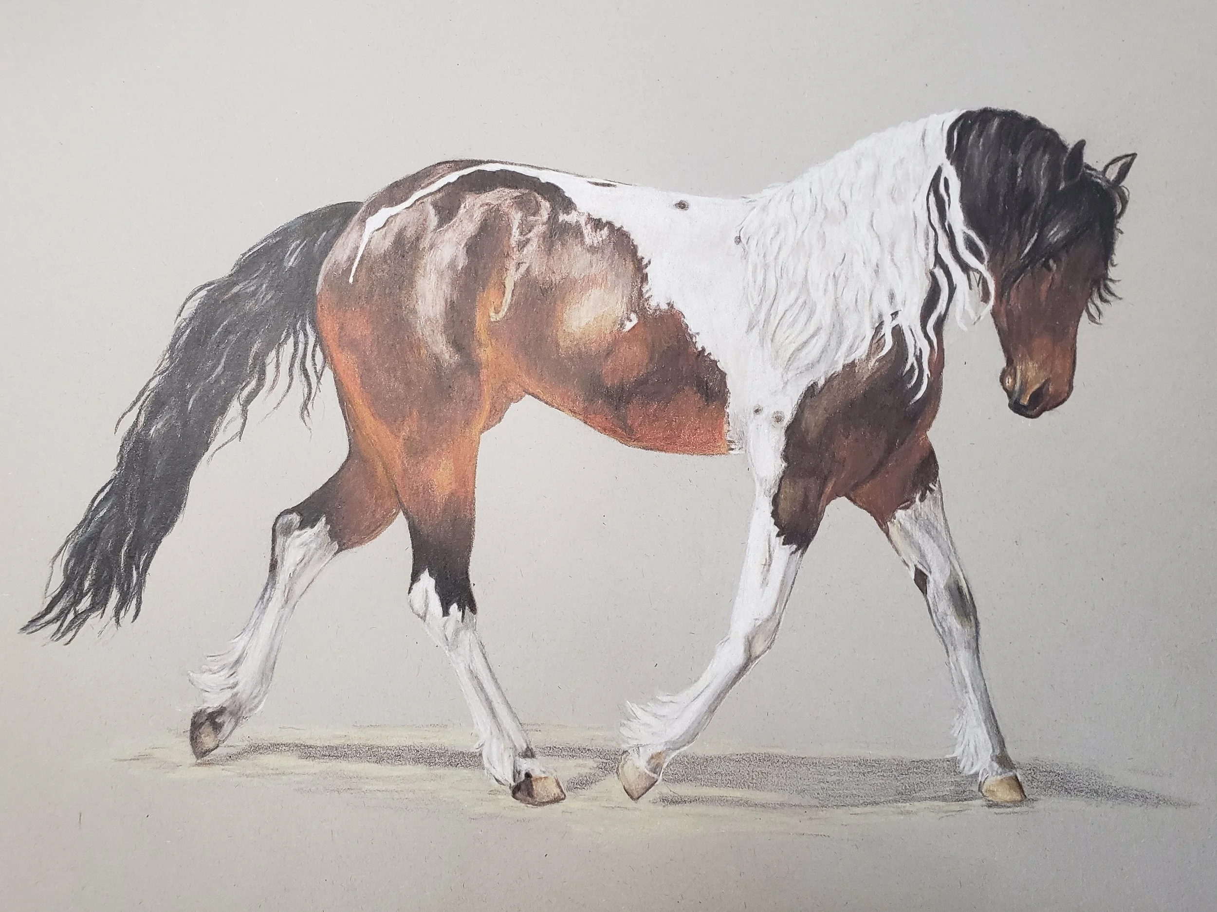 Color Pencil | 2021