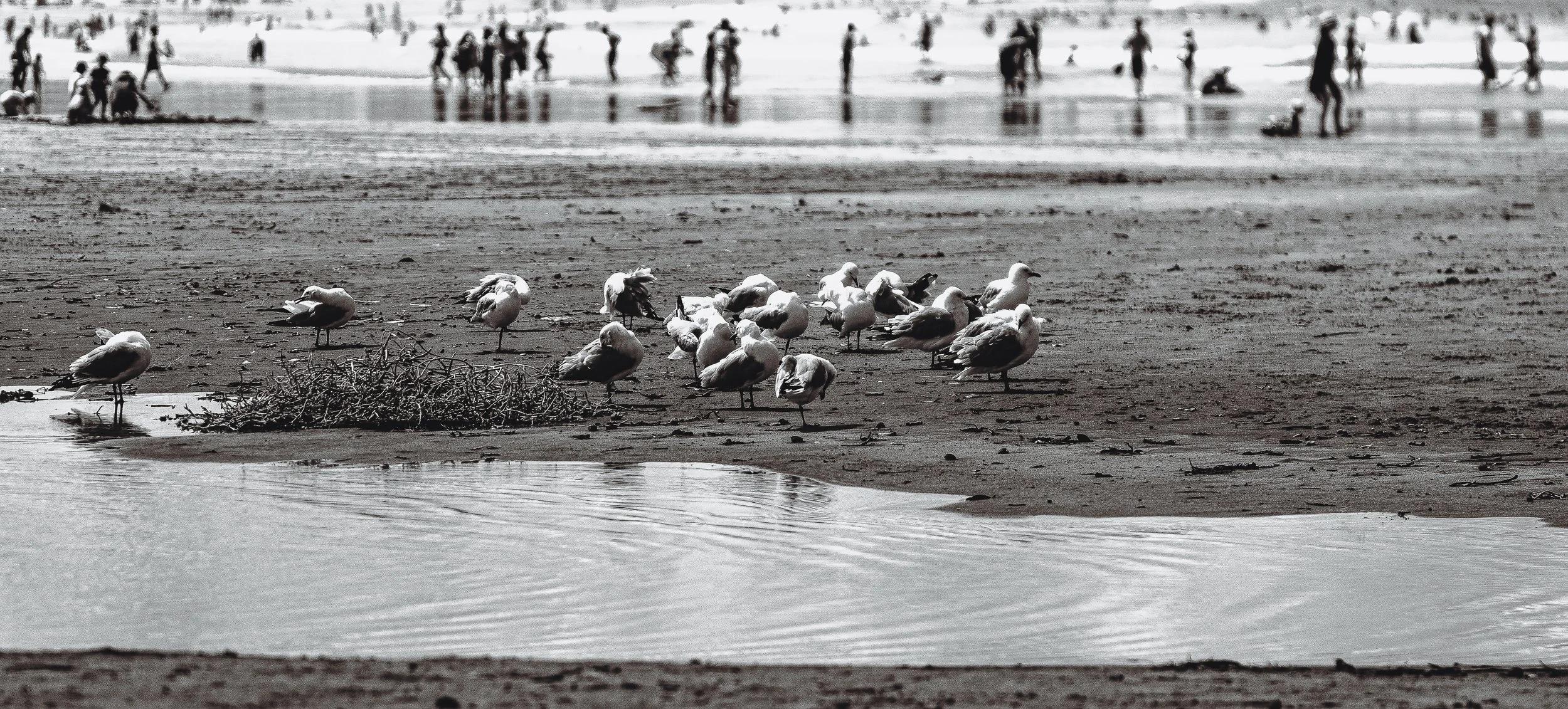 Whangamata Seagulls B&W.jpg