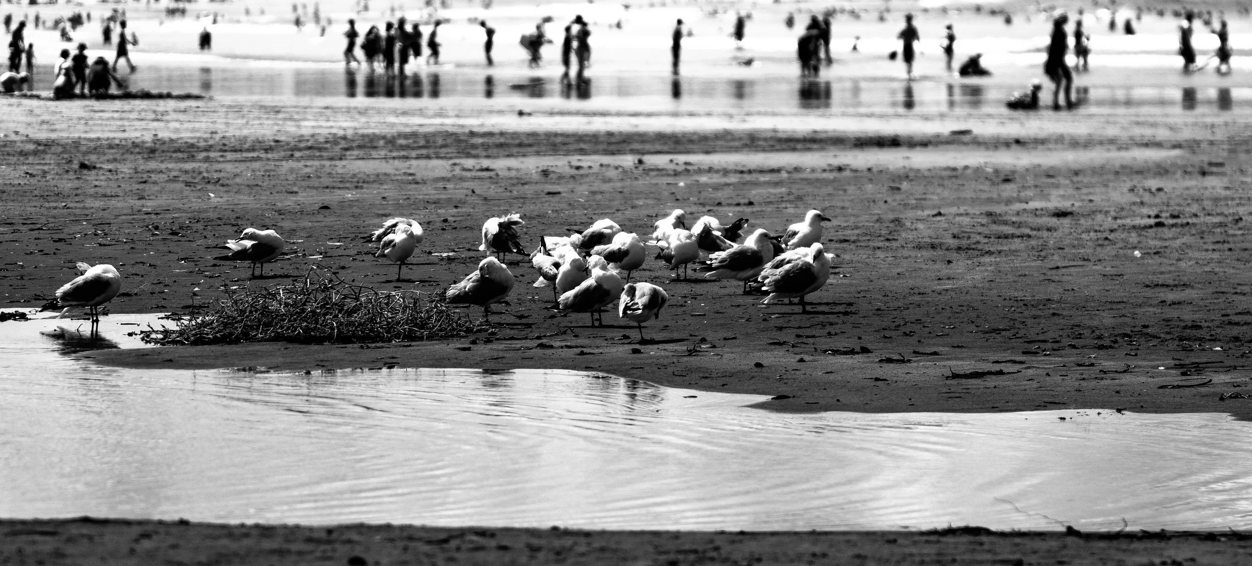 Whanga Gulls.jpg