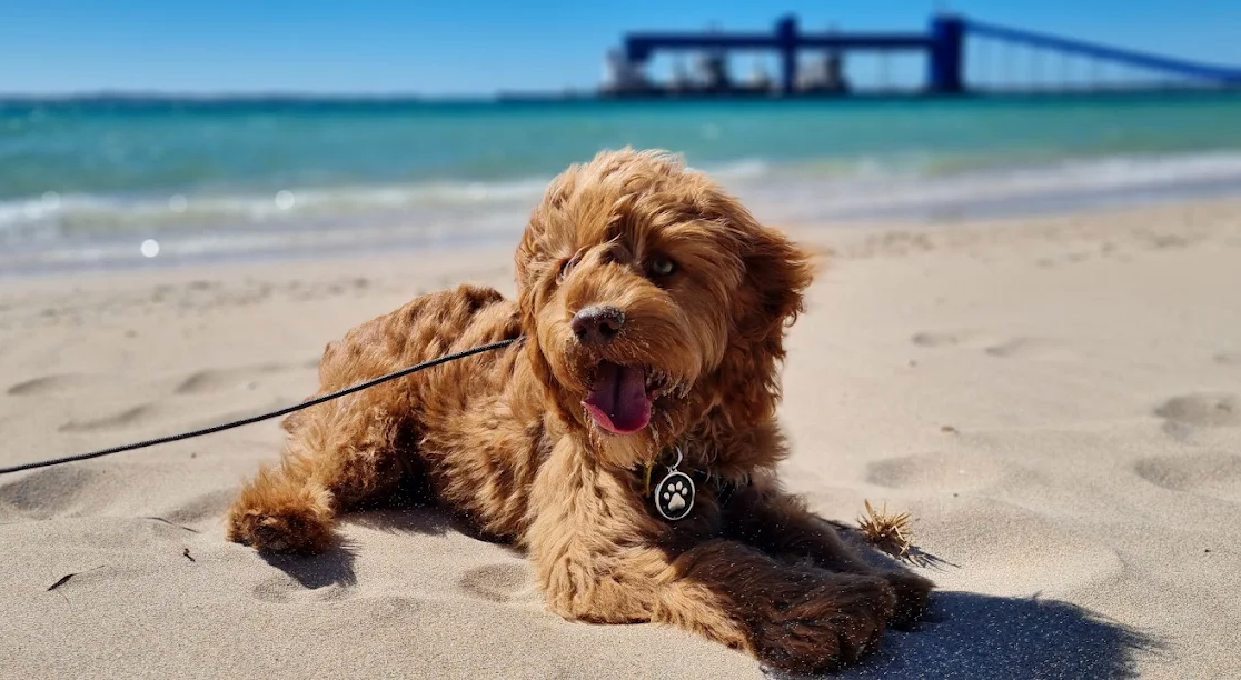 A happy brown puppy lying on sandy beach with ocean and blue bridge in background.