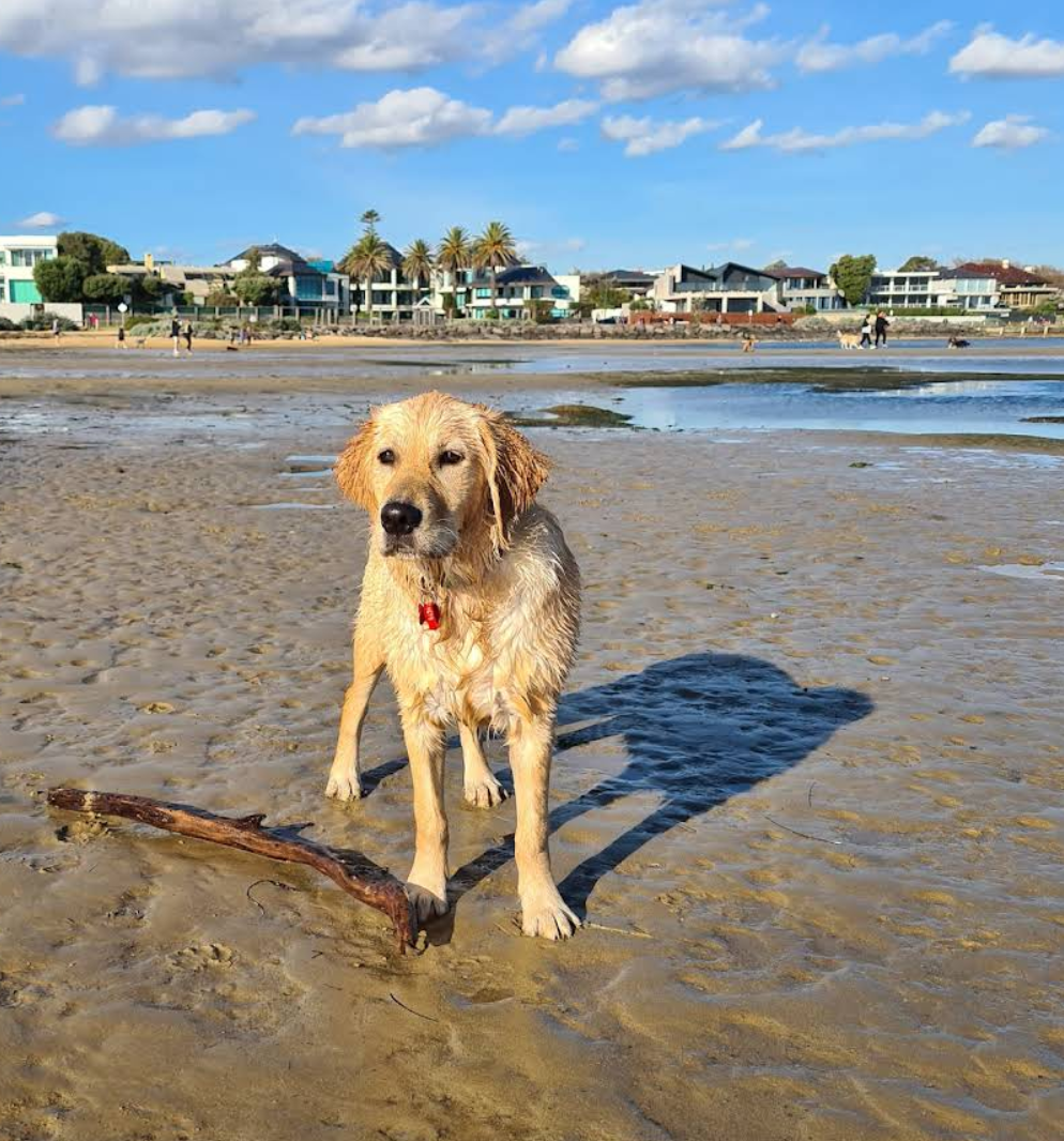 A wet golden retriever dog standing on a sandy beach with a stick in front, with houses, palm trees, and people in the background under a partly cloudy sky.