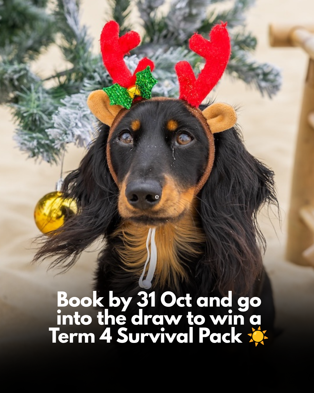 Book your Santa photos by 31 October for your chance to win a Term 4 Survival Pack ☀️