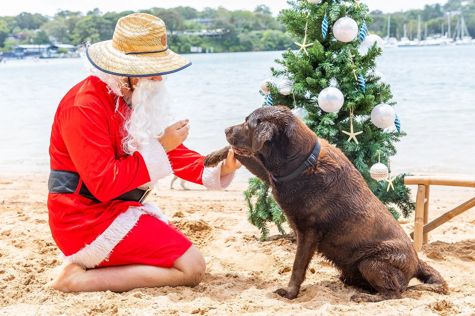 A person dressed as Santa Claus kneeling on the sand at the beach, giving a treat to a chocolate Labrador sitting in front of a decorated Christmas tree with white and blue ornaments.