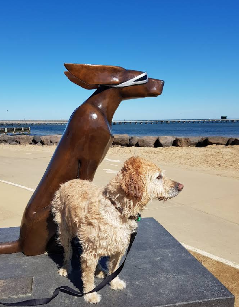 A dog sitting on a black platform near the beach with a large bronze dog sculpture wearing sunglasses behind it, ocean, and clear blue sky in the background.