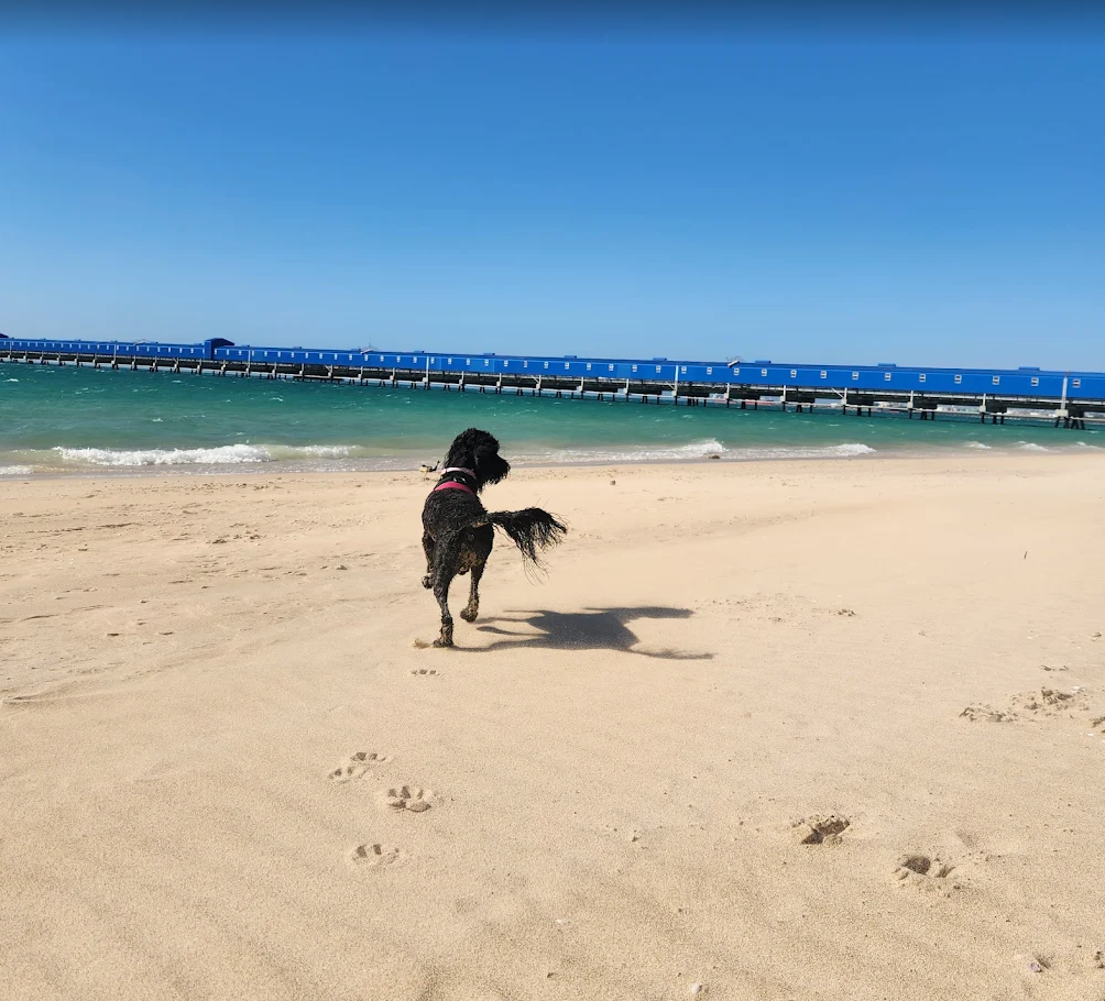 A black dog running on a sandy beach towards the ocean with a blue pier in the background under a clear blue sky.