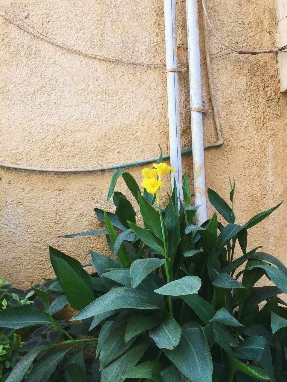 Nature in urban space