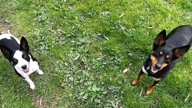 Poppy and Pixie, kelpie