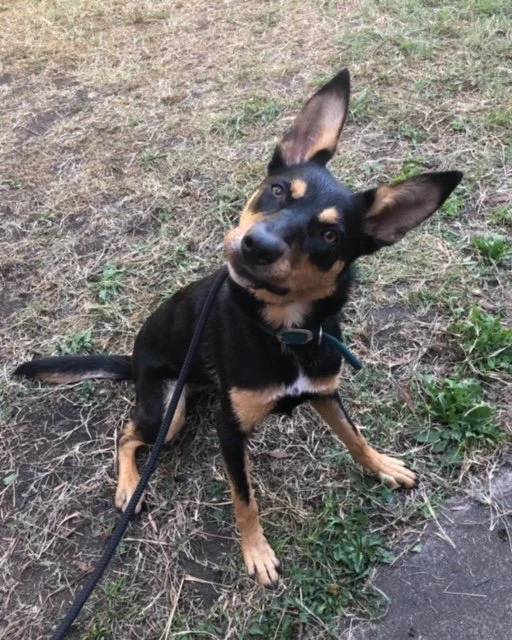 Black and tan kelpie sitting and looking right at camera with a head tilt