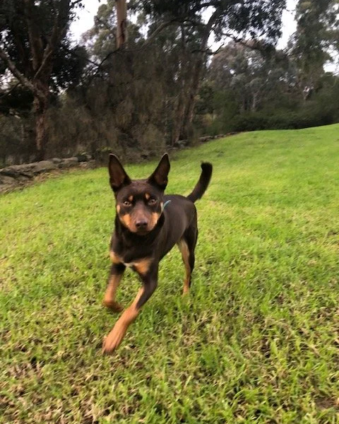 Ruby, red & tan kelpie
