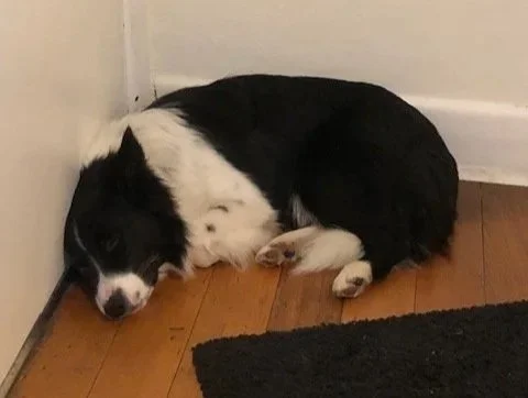 Panda, Border Collie