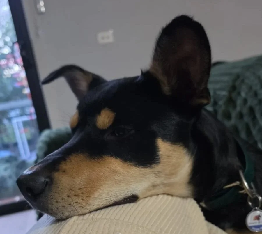 Diesel.jpg