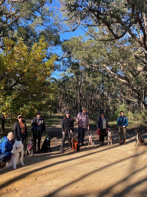 A group of people and dogs standing on a dirt road with tall gumtrees in the background. Everyne is smiling and looking at the camera