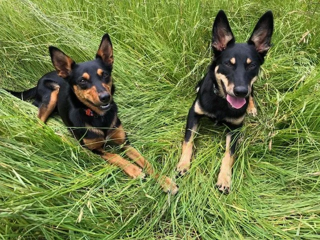 Two black and tan kelpies in tall green grass