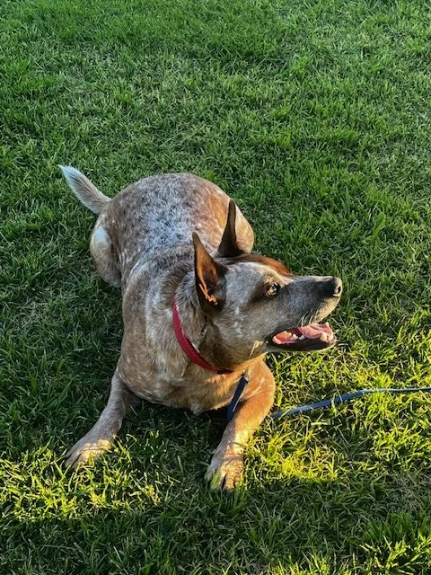 Max the red heeler