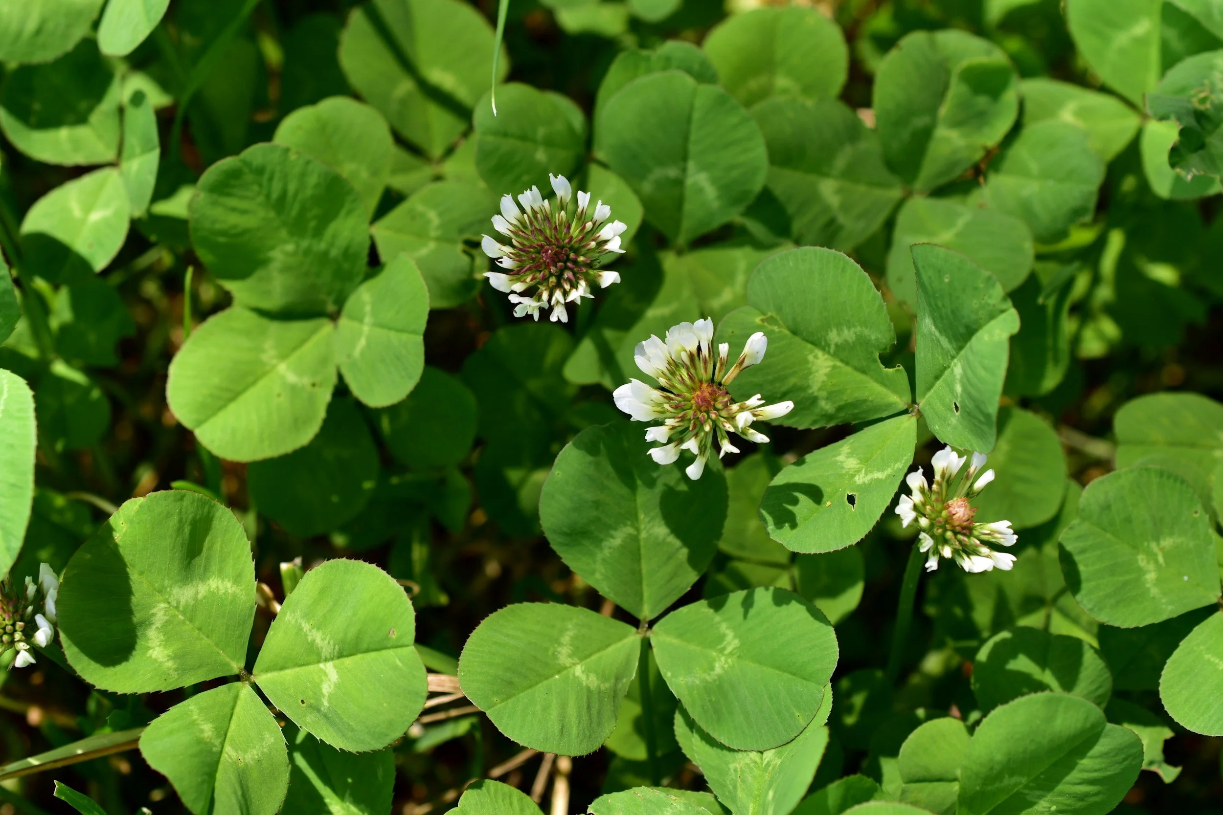 Close-up of green shamrock leaves with white clover flowers.
