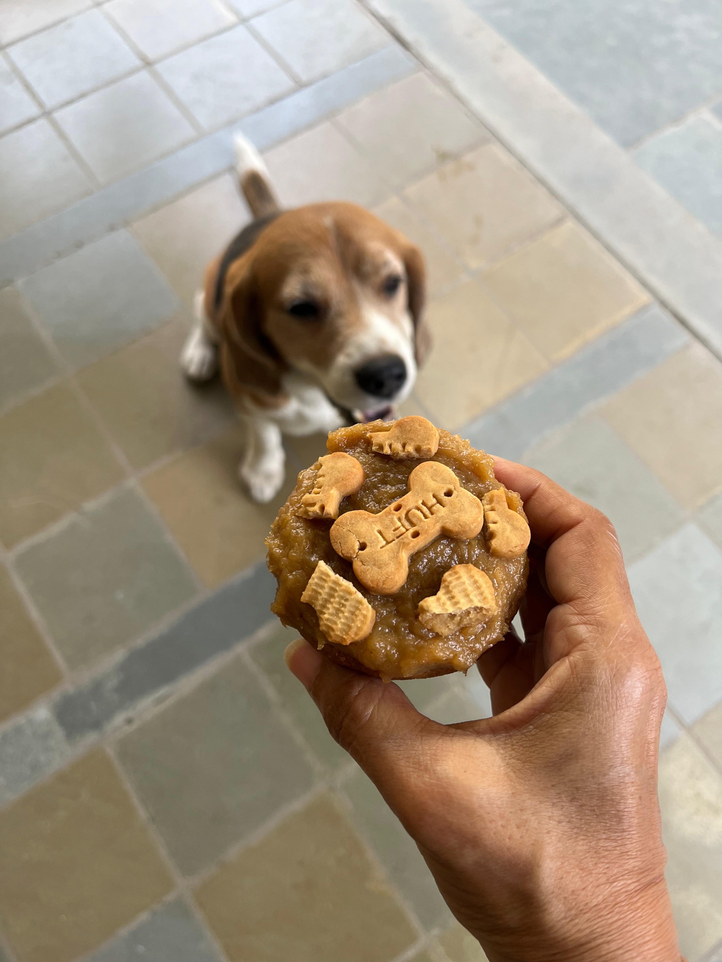 A person holding a homemade dog treat topped with cookies and labeled 'LUV' in front of a Beagle looking up.