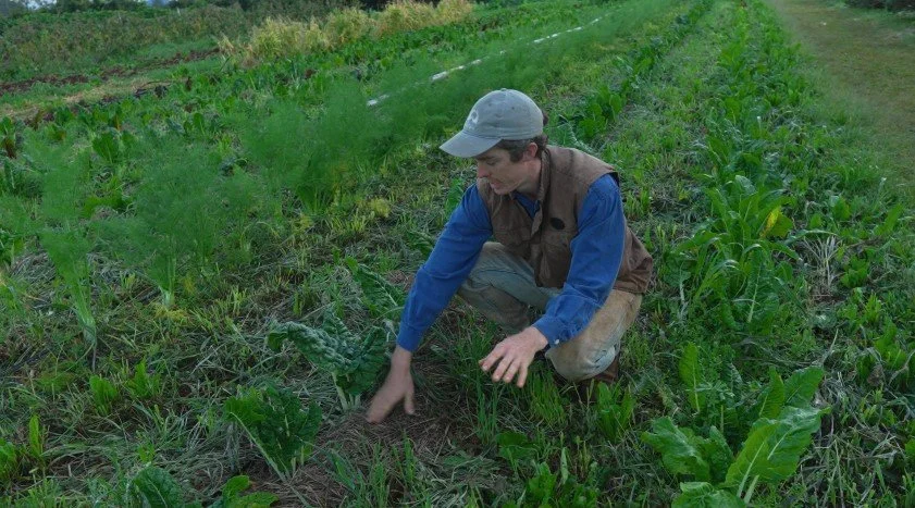 Growing Vegetables with Grass—A Syntropic Market Gardening Intro