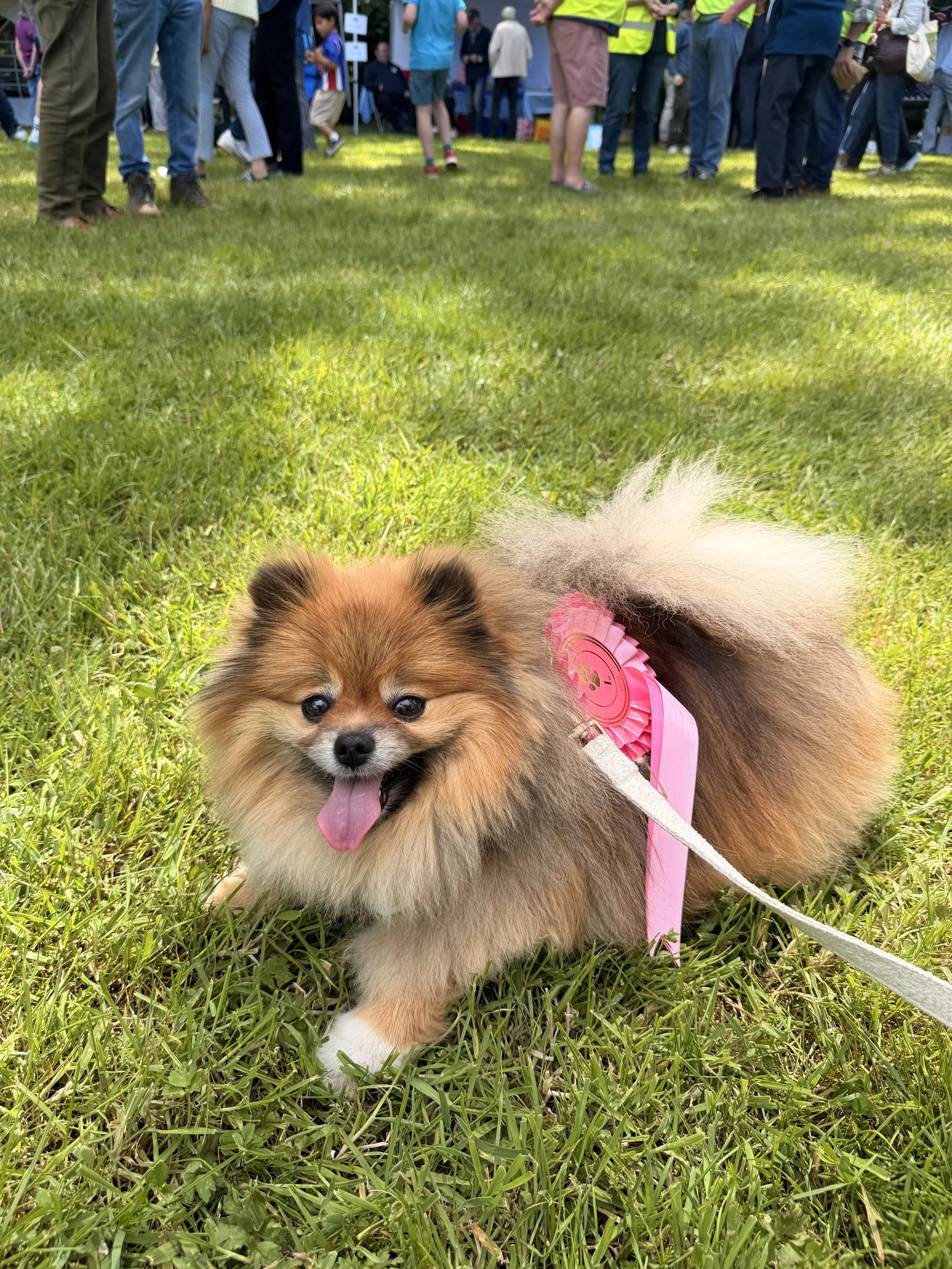 Honey the Pomeranian Best in Show