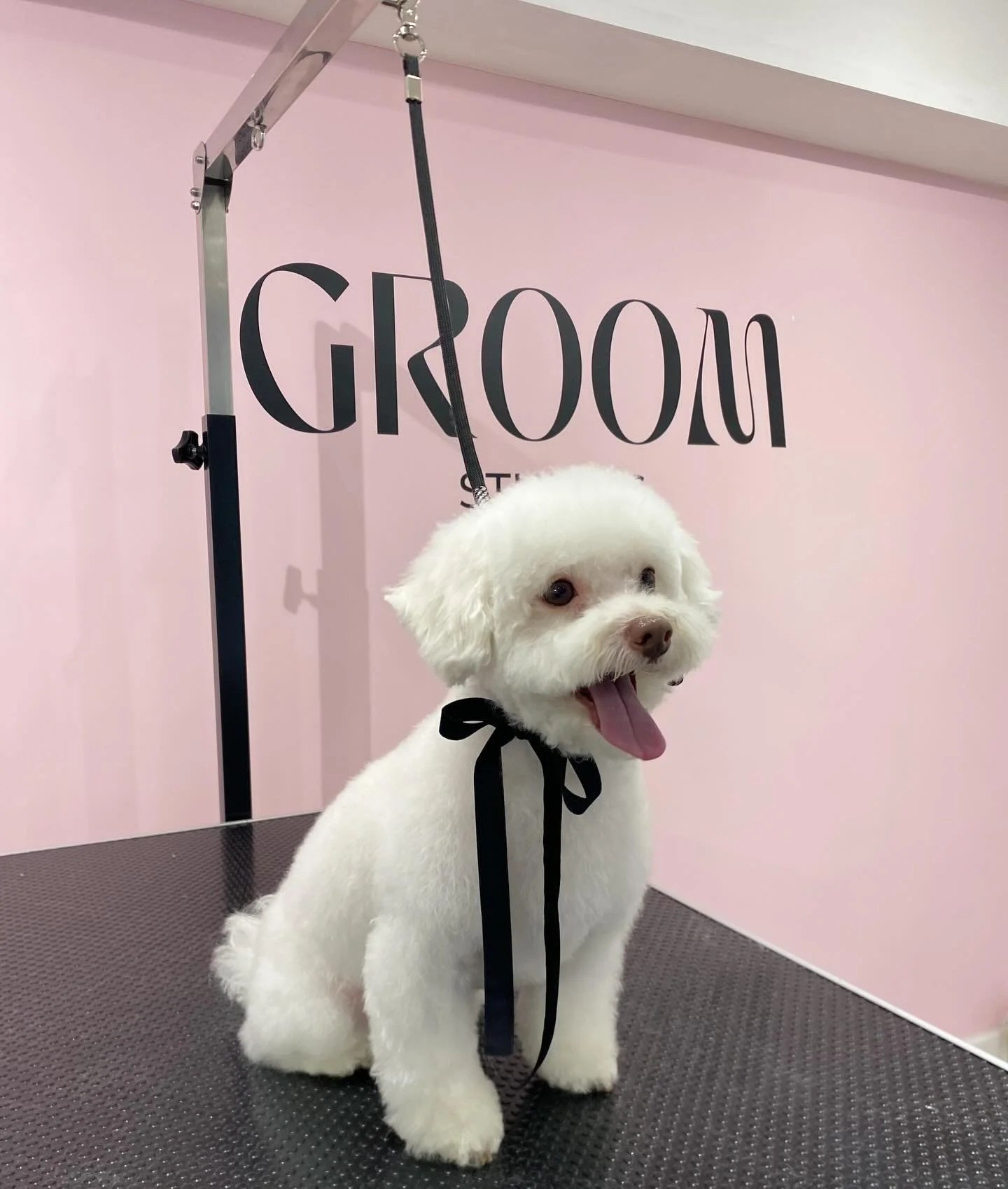 🐾✨Mylo✨🐾
Groom by our wonderful Stylist Molly @mollymaygrooms_ 
#maltipoo #doggroomersinamersham #greengrooming #amershamdogs #amersham