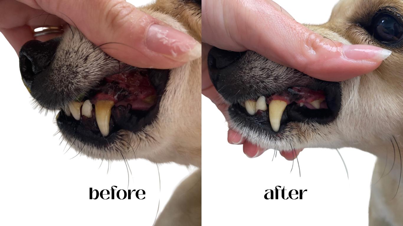Dog Teeth Cleaning in Amersham &amp; Chesham Bois | Groom Studios