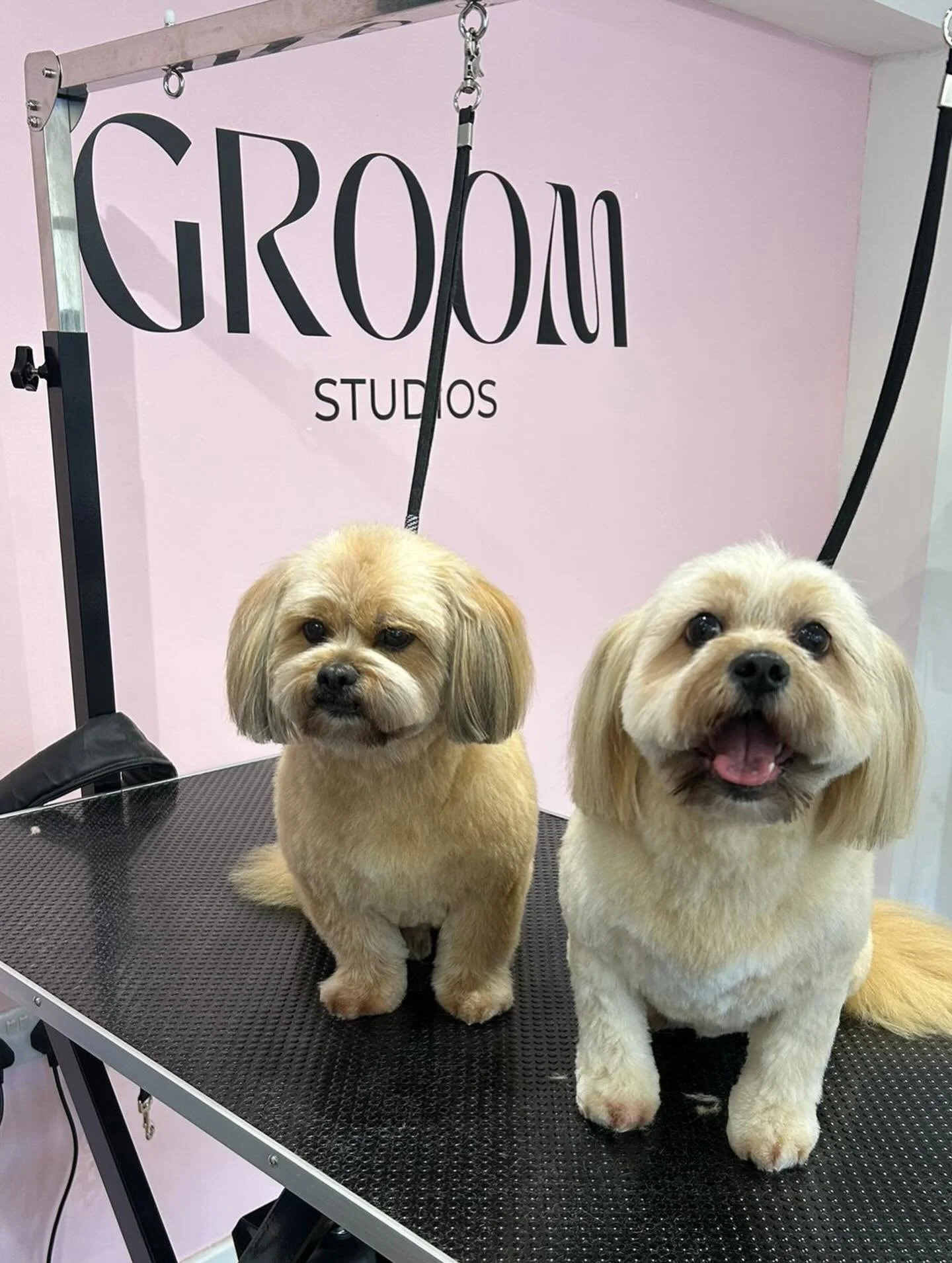 Who needs roses when you&rsquo;ve got puppy love like THIS? 🌹 
Pumpkin &amp; Chia understood the assignment 🫶🏻 Freshly groomed, fluffy AF, and serving Valentine bestie energy. This Shih Tzu x Pom duo = a match made in heaven 😌✨
Main character vib