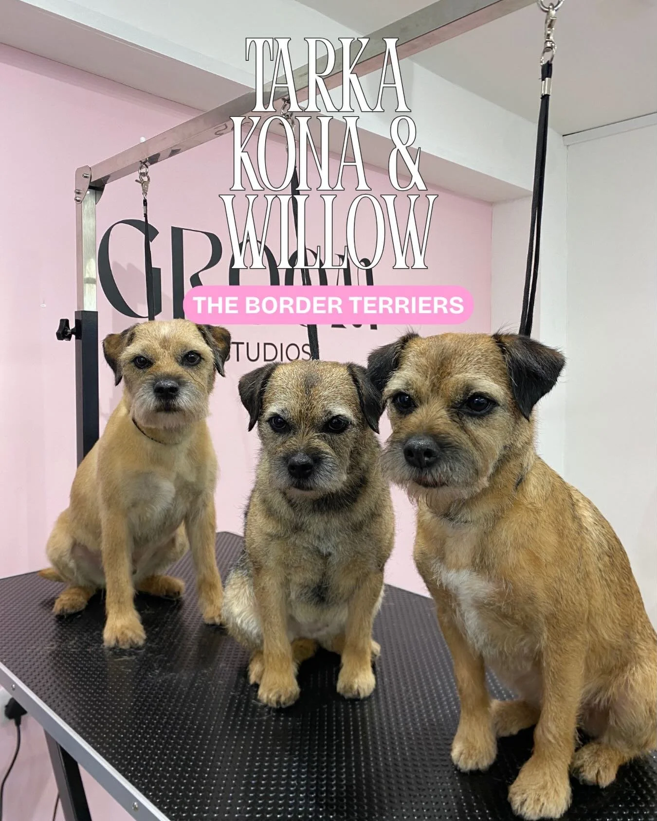 3 besties Kona, Tarka &amp; Willow✨💕🐾 
These cuties came in for a handstrip, a natural way to keep wirey coats in their best condition 🐶✨ 

💌 Ready for your pup&rsquo;s glow up? Book now with @groomstudiosamersham 💕🐾
#BorderTerrier #BorderTerri