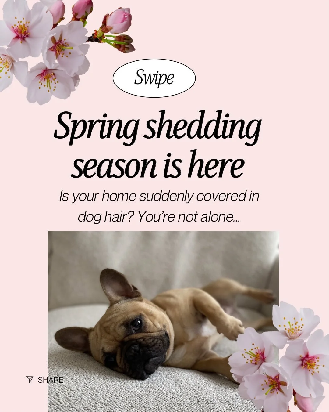 🌸 Spring shedding season is officially here and if your home is covered in fur, you&rsquo;re definitely not alone.

As dogs lose their thick winter coats, all that loose hair needs somewhere to go and without proper grooming, it usually ends up all 