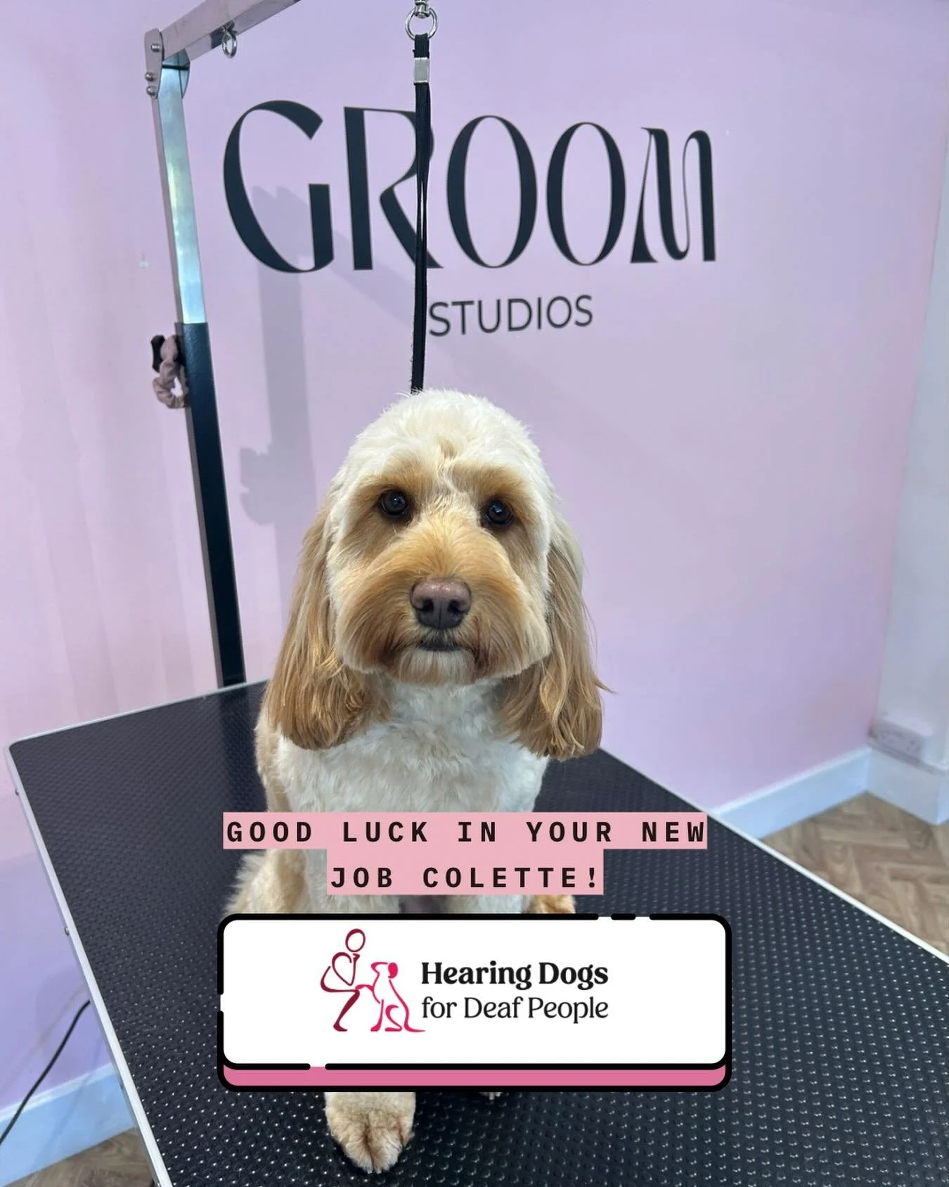 Miss Colette is graduating 💕🐾
Colette has been coming in to see us for her grooms while living with her foster family and training with @hearingdogs 🥰 and tomorrow she heads off to her forever home to officially start her new job as a working hear